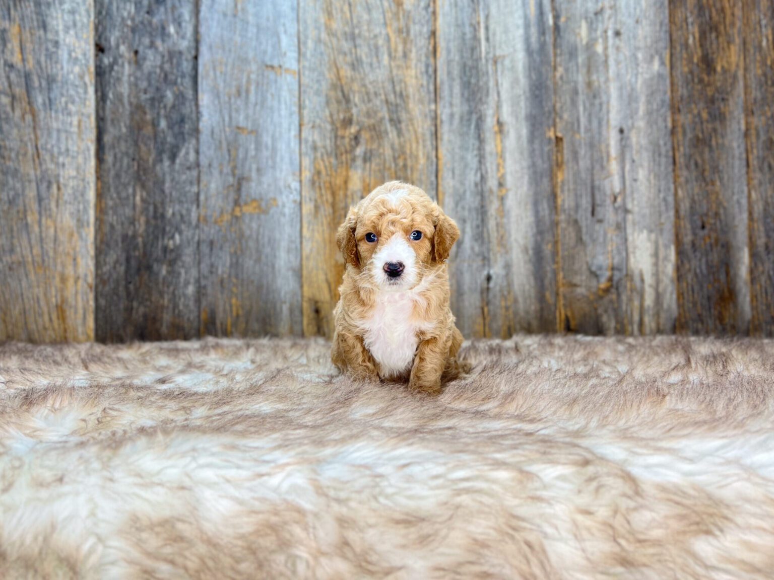 I am just a tiny baby and would love to join your family soon! Of course, you can’t see how cute and curly I will be when I get older, so the Dog Club will send updated photos when I am about 6 to 7 weeks old, if you choose to adopt me. Infant puppy deposits are refundable or transferrable.