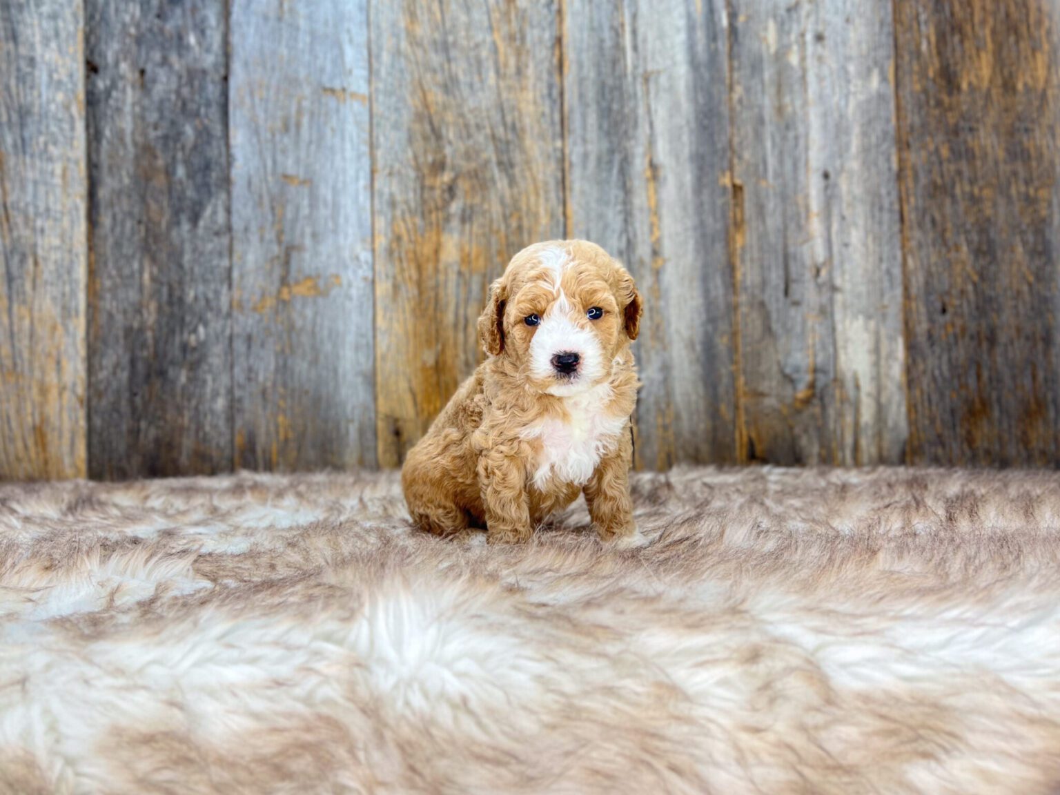 I am just a tiny baby and would love to join your family soon! Of course, you can’t see how cute and curly I will be when I get older, so the Dog Club will send updated photos when I am about 6 to 7 weeks old, if you choose to adopt me. Infant puppy deposits are refundable or transferrable.