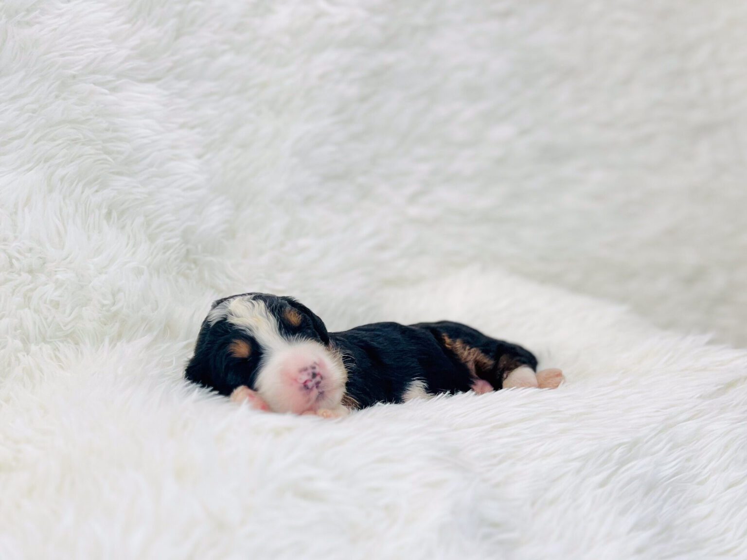 I am just a tiny baby and would love to join your family soon! Of course, you can’t see how cute and curly I will be when I get older, so the Dog Club will send updated photos when I am about 6 to 7 weeks old, if you choose to adopt me. Infant puppy deposits are refundable or transferrable.