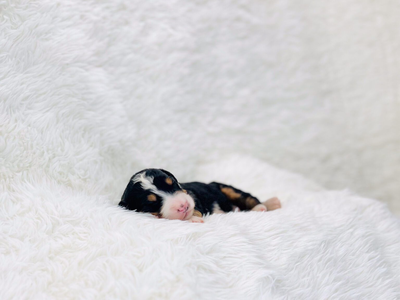 I am just a tiny baby and would love to join your family soon! Of course, you can’t see how cute and curly I will be when I get older, so the Dog Club will send updated photos when I am about 6 to 7 weeks old, if you choose to adopt me. Infant puppy deposits are refundable or transferrable.