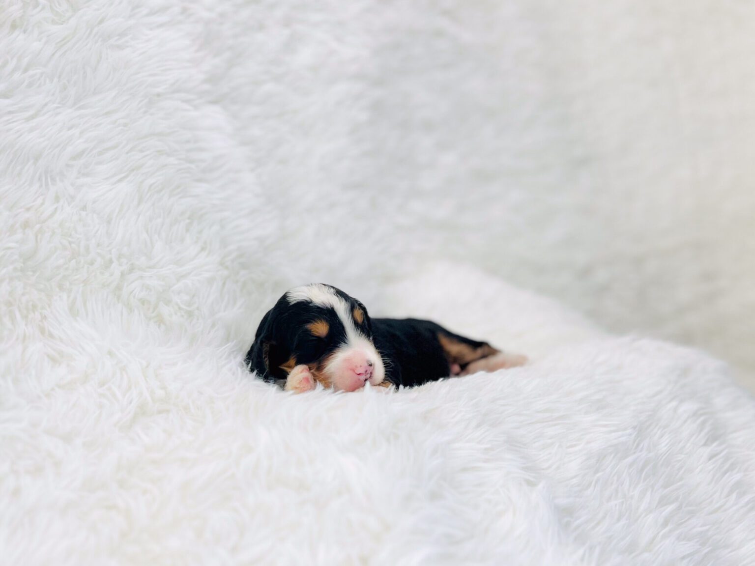 I am just a tiny baby and would love to join your family soon! Of course, you can’t see how cute and curly I will be when I get older, so the Dog Club will send updated photos when I am about 6 to 7 weeks old, if you choose to adopt me. Infant puppy deposits are refundable or transferrable.