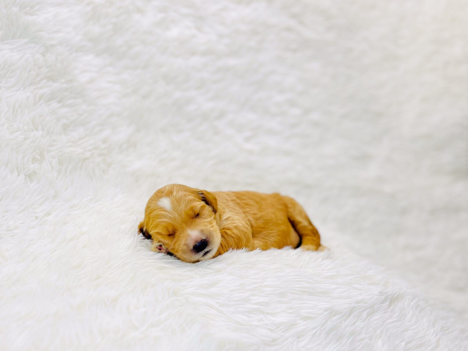 I am just a tiny baby and would love to join your family soon! Of course, you can’t see how cute and curly I will be when I get older, so the Dog Club will send updated photos when I am about 6 to 7 weeks old, if you choose to adopt me. Infant puppy deposits are refundable or transferrable.