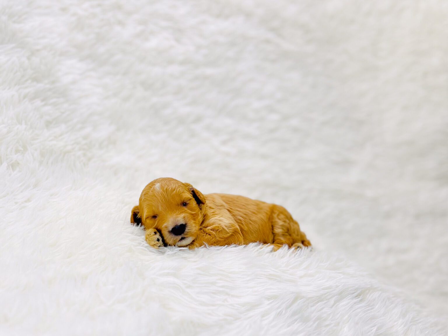 I am just a tiny baby and would love to join your family soon! Of course, you can’t see how cute and curly I will be when I get older, so the Dog Club will send updated photos when I am about 6 to 7 weeks old, if you choose to adopt me. Infant puppy deposits are refundable or transferrable.