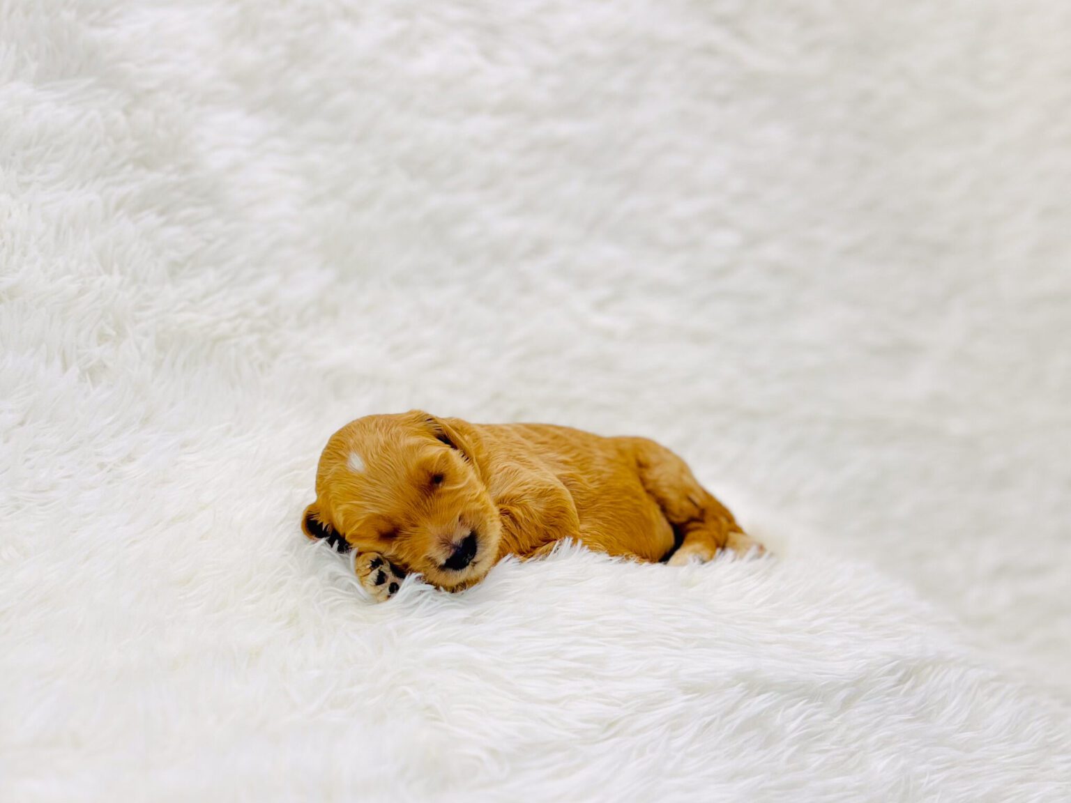 I am just a tiny baby and would love to join your family soon! Of course, you can’t see how cute and curly I will be when I get older, so the Dog Club will send updated photos when I am about 6 to 7 weeks old, if you choose to adopt me. Infant puppy deposits are refundable or transferrable.