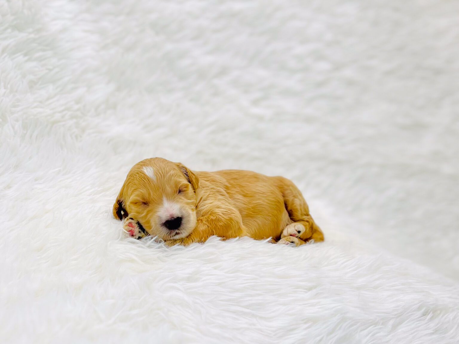 I am just a tiny baby and would love to join your family soon! Of course, you can’t see how cute and curly I will be when I get older, so the Dog Club will send updated photos when I am about 6 to 7 weeks old, if you choose to adopt me. Infant puppy deposits are refundable or transferrable.