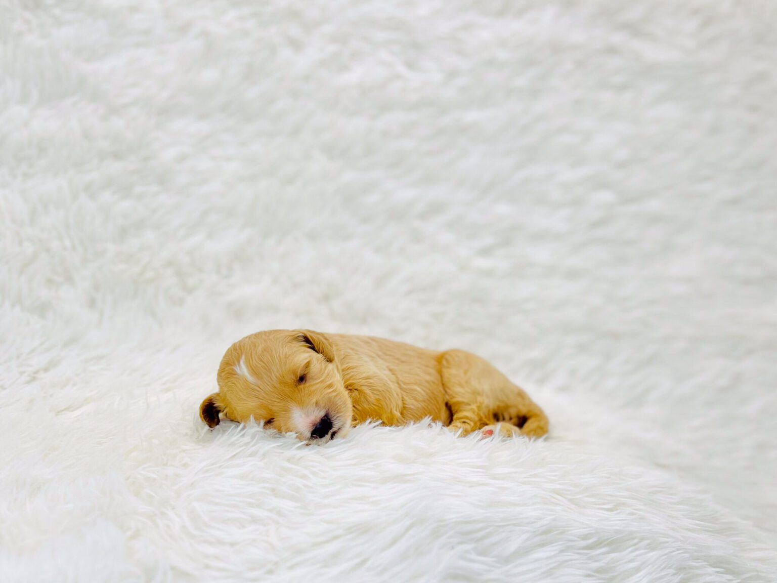 I am just a tiny baby and would love to join your family soon! Of course, you can’t see how cute and curly I will be when I get older, so the Dog Club will send updated photos when I am about 6 to 7 weeks old, if you choose to adopt me. Infant puppy deposits are refundable or transferrable.