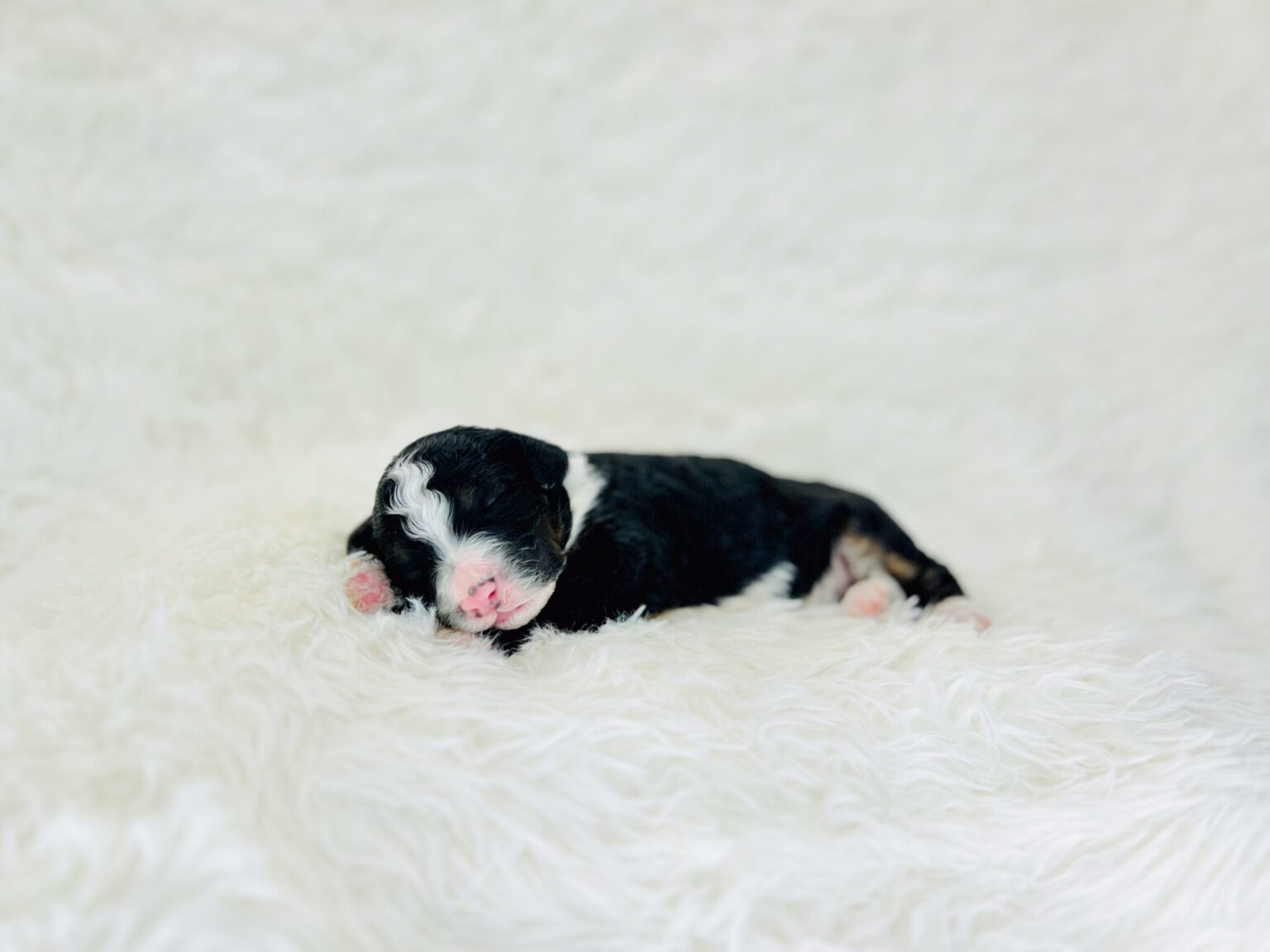 I am just a tiny baby and would love to join your family soon! Of course, you can’t see how cute and curly I will be when I get older, so the Dog Club will send updated photos when I am about 6 to 7 weeks old, if you choose to adopt me. Infant puppy deposits are refundable or transferrable.