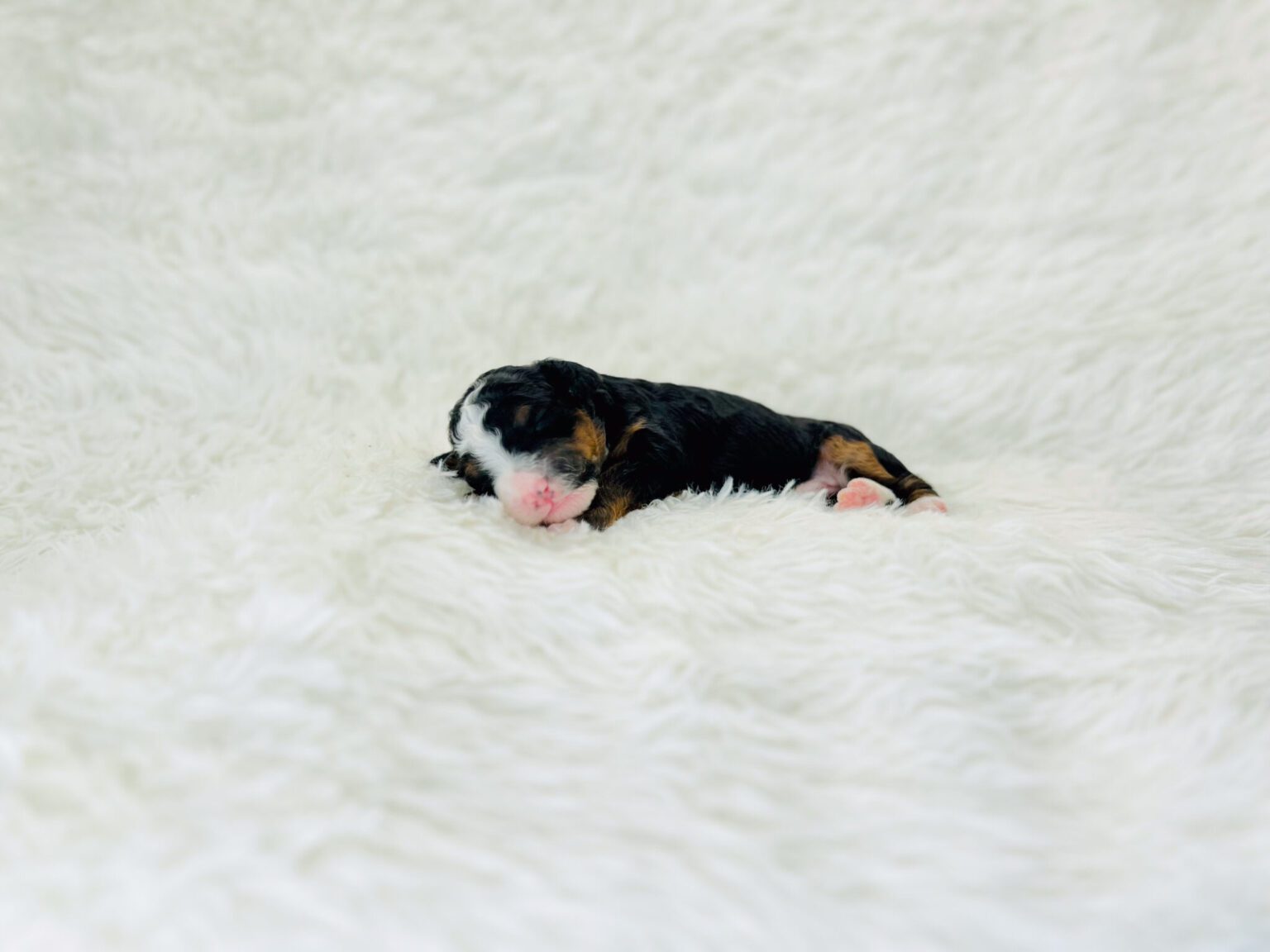 I am just a tiny baby and would love to join your family soon! Of course, you can’t see how cute and curly I will be when I get older, so the Dog Club will send updated photos when I am about 6 to 7 weeks old, if you choose to adopt me. Infant puppy deposits are refundable or transferrable.