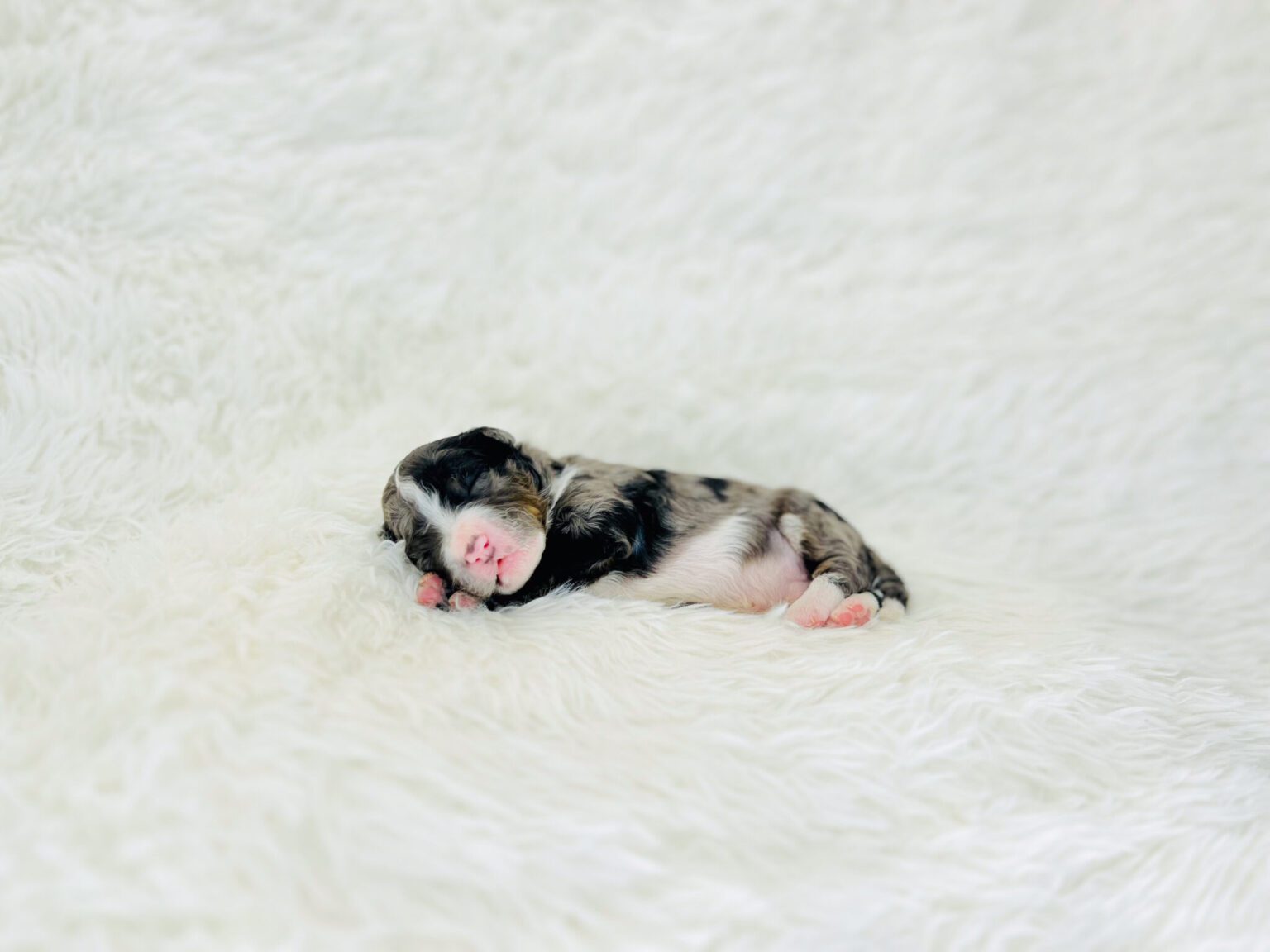 I am just a tiny baby and would love to join your family soon! Of course, you can’t see how cute and curly I will be when I get older, so the Dog Club will send updated photos when I am about 6 to 7 weeks old, if you choose to adopt me. Infant puppy deposits are refundable or transferrable.