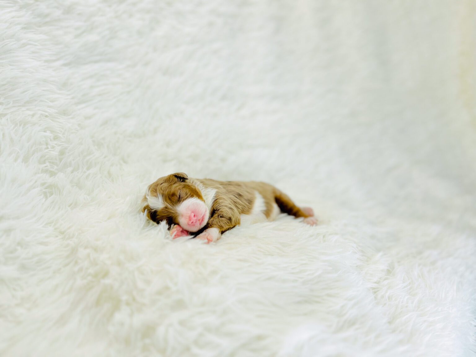 I am just a tiny baby and would love to join your family soon! Of course, you can’t see how cute and curly I will be when I get older, so the Dog Club will send updated photos when I am about 6 to 7 weeks old, if you choose to adopt me. Infant puppy deposits are refundable or transferrable.