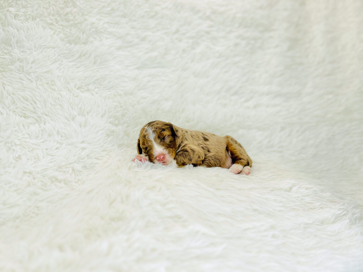 I am just a tiny baby and would love to join your family soon! Of course, you can’t see how cute and curly I will be when I get older, so the Dog Club will send updated photos when I am about 6 to 7 weeks old, if you choose to adopt me. Infant puppy deposits are refundable or transferrable.