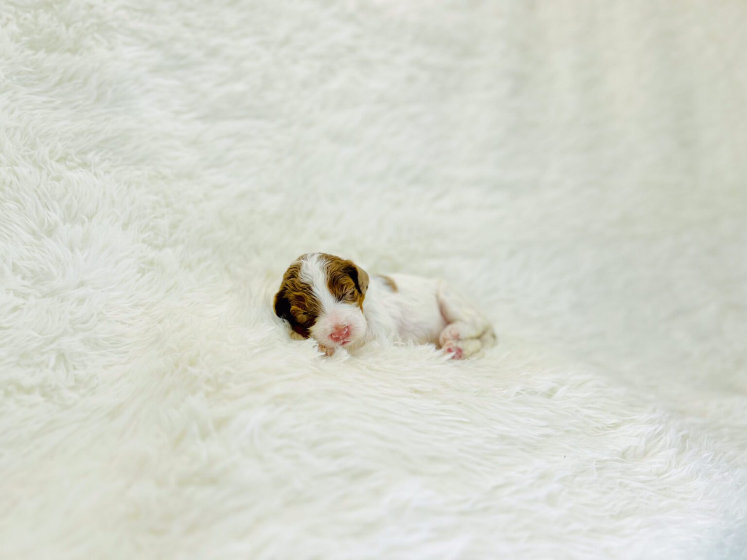I am just a tiny baby and would love to join your family soon! Of course, you can’t see how cute and curly I will be when I get older, so the Dog Club will send updated photos when I am about 6 to 7 weeks old, if you choose to adopt me. Infant puppy deposits are refundable or transferrable.