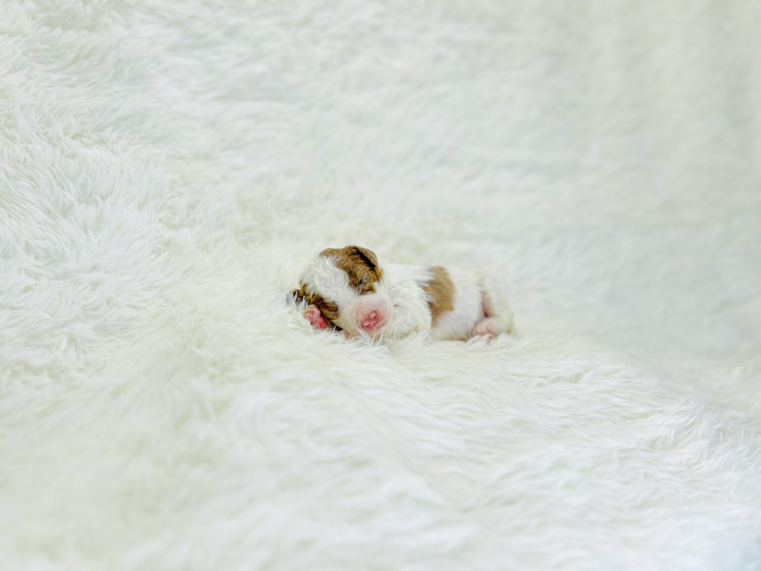 I am just a tiny baby and would love to join your family soon! Of course, you can’t see how cute and curly I will be when I get older, so the Dog Club will send updated photos when I am about 6 to 7 weeks old, if you choose to adopt me. Infant puppy deposits are refundable or transferrable.