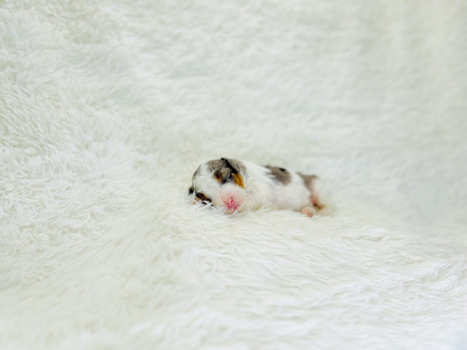 I am just a tiny baby and would love to join your family soon! Of course, you can’t see how cute and curly I will be when I get older, so the Dog Club will send updated photos when I am about 6 to 7 weeks old, if you choose to adopt me. Infant puppy deposits are refundable or transferrable.