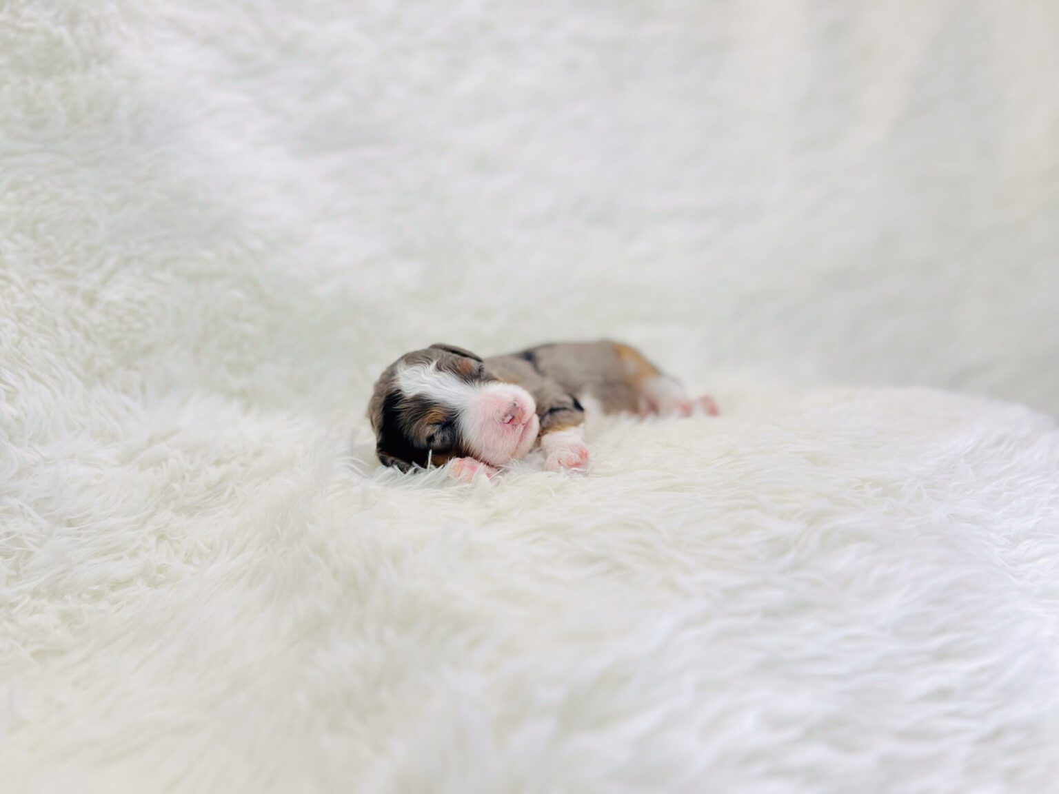 I am just a tiny baby and would love to join your family soon! Of course, you can’t see how cute and curly I will be when I get older, so the Dog Club will send updated photos when I am about 6 to 7 weeks old, if you choose to adopt me. Infant puppy deposits are refundable or transferrable.