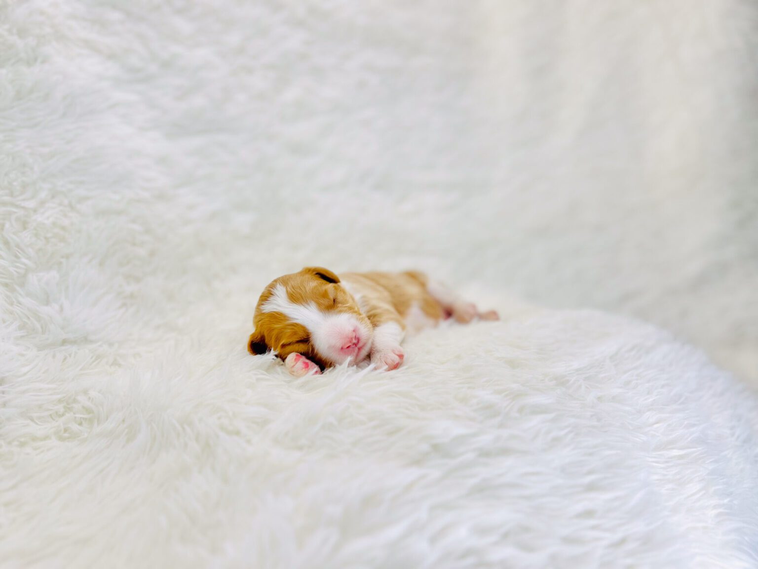 I am just a tiny baby and would love to join your family soon! Of course, you can’t see how cute and curly I will be when I get older, so the Dog Club will send updated photos when I am about 6 to 7 weeks old, if you choose to adopt me. Infant puppy deposits are refundable or transferrable.