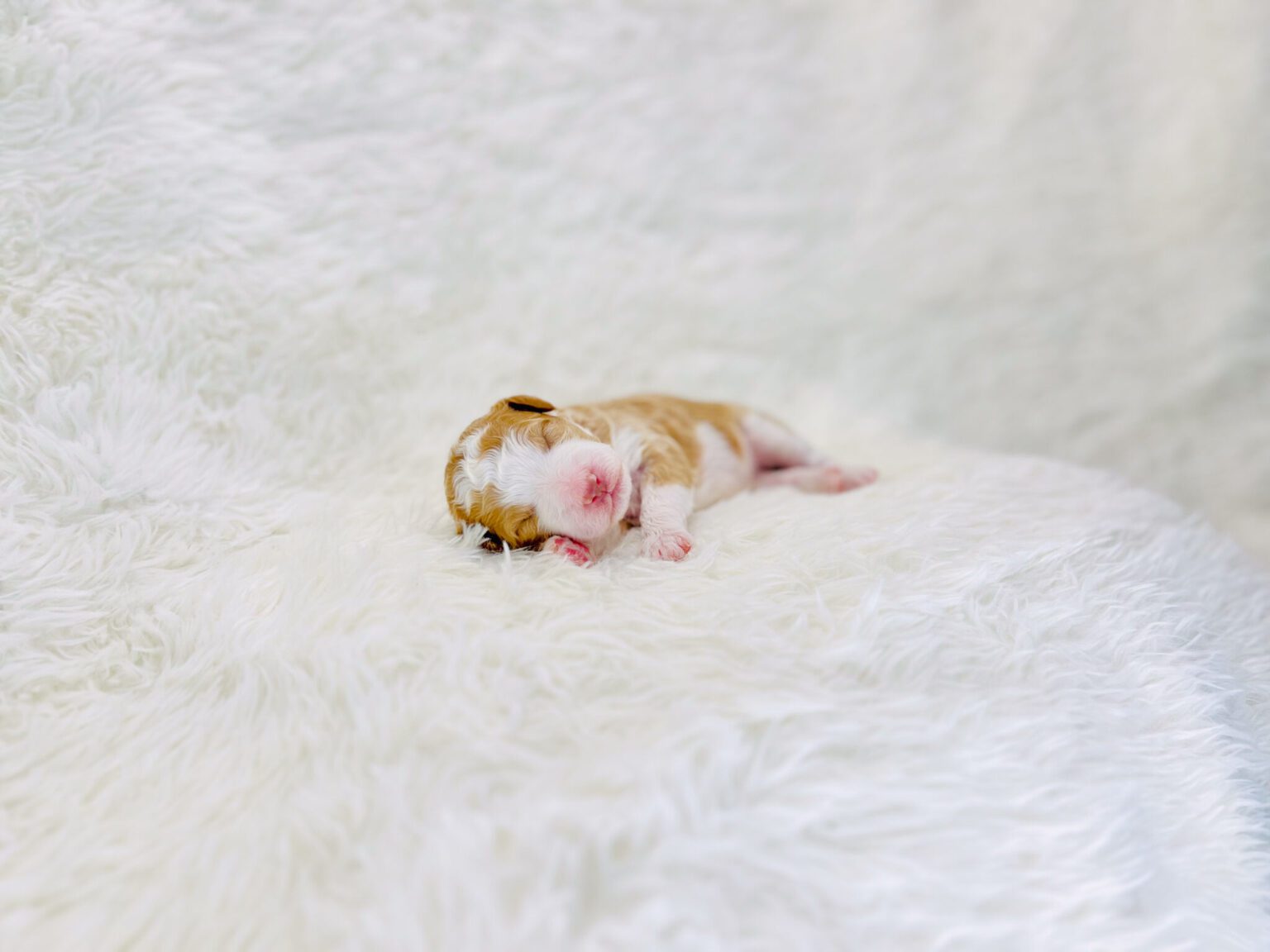 I am just a tiny baby and would love to join your family soon! Of course, you can’t see how cute and curly I will be when I get older, so the Dog Club will send updated photos when I am about 6 to 7 weeks old, if you choose to adopt me. Infant puppy deposits are refundable or transferrable.