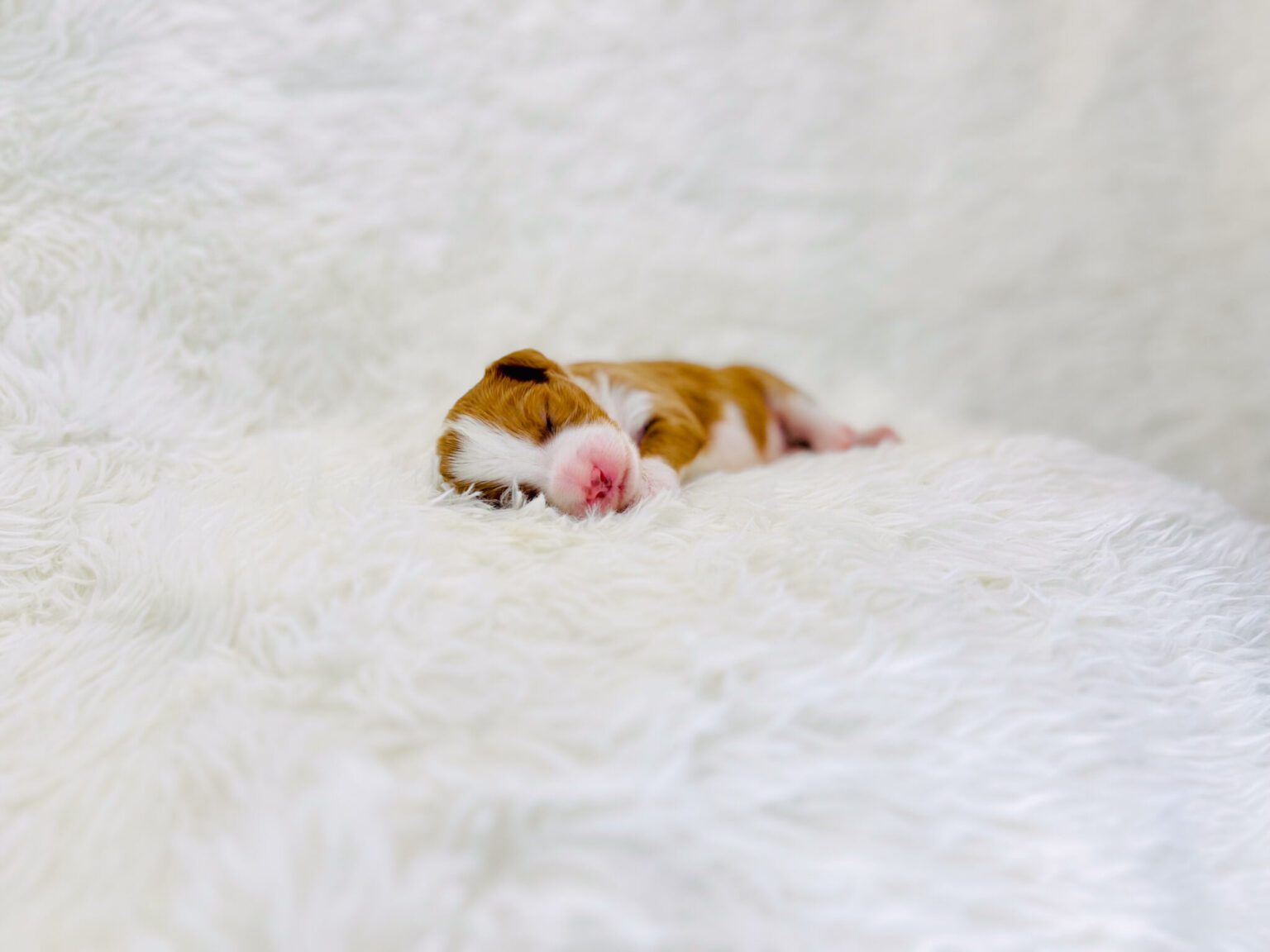 I am just a tiny baby and would love to join your family soon! Of course, you can’t see how cute and curly I will be when I get older, so the Dog Club will send updated photos when I am about 6 to 7 weeks old, if you choose to adopt me. Infant puppy deposits are refundable or transferrable.
