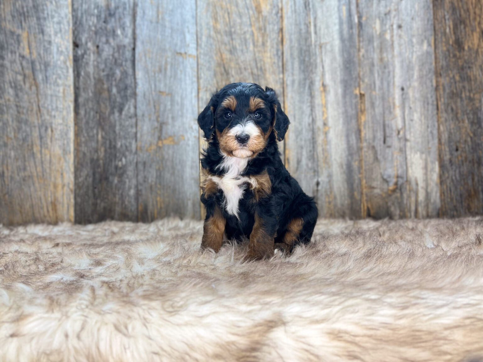 I am just a tiny baby and would love to join your family soon! Of course, you can’t see how cute and curly I will be when I get older, so the Dog Club will send updated photos when I am about 6 to 7 weeks old, if you choose to adopt me. Infant puppy deposits are refundable or transferrable.