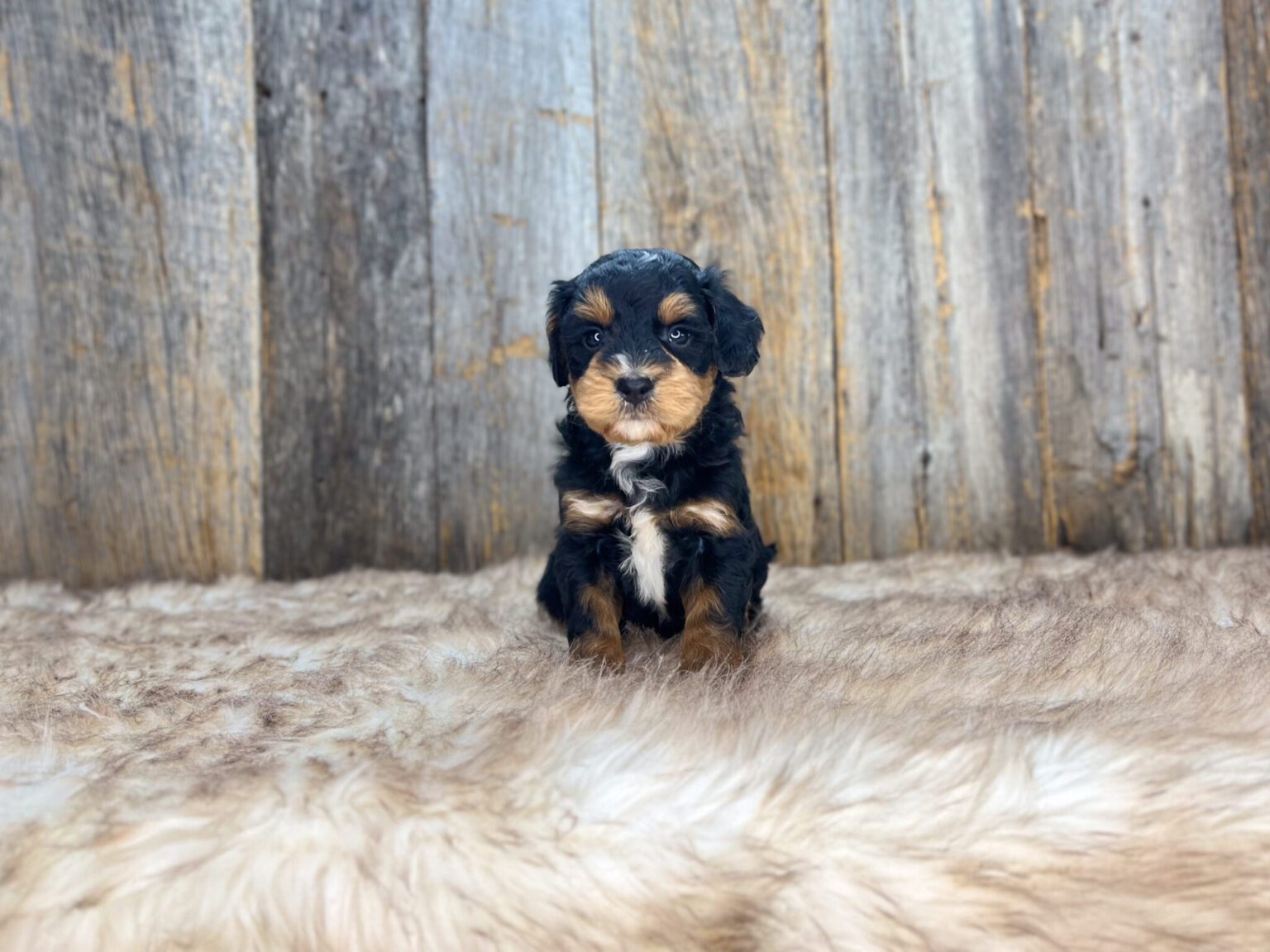 I am just a tiny baby and would love to join your family soon! Of course, you can’t see how cute and curly I will be when I get older, so the Dog Club will send updated photos when I am about 6 to 7 weeks old, if you choose to adopt me. Infant puppy deposits are refundable or transferrable.