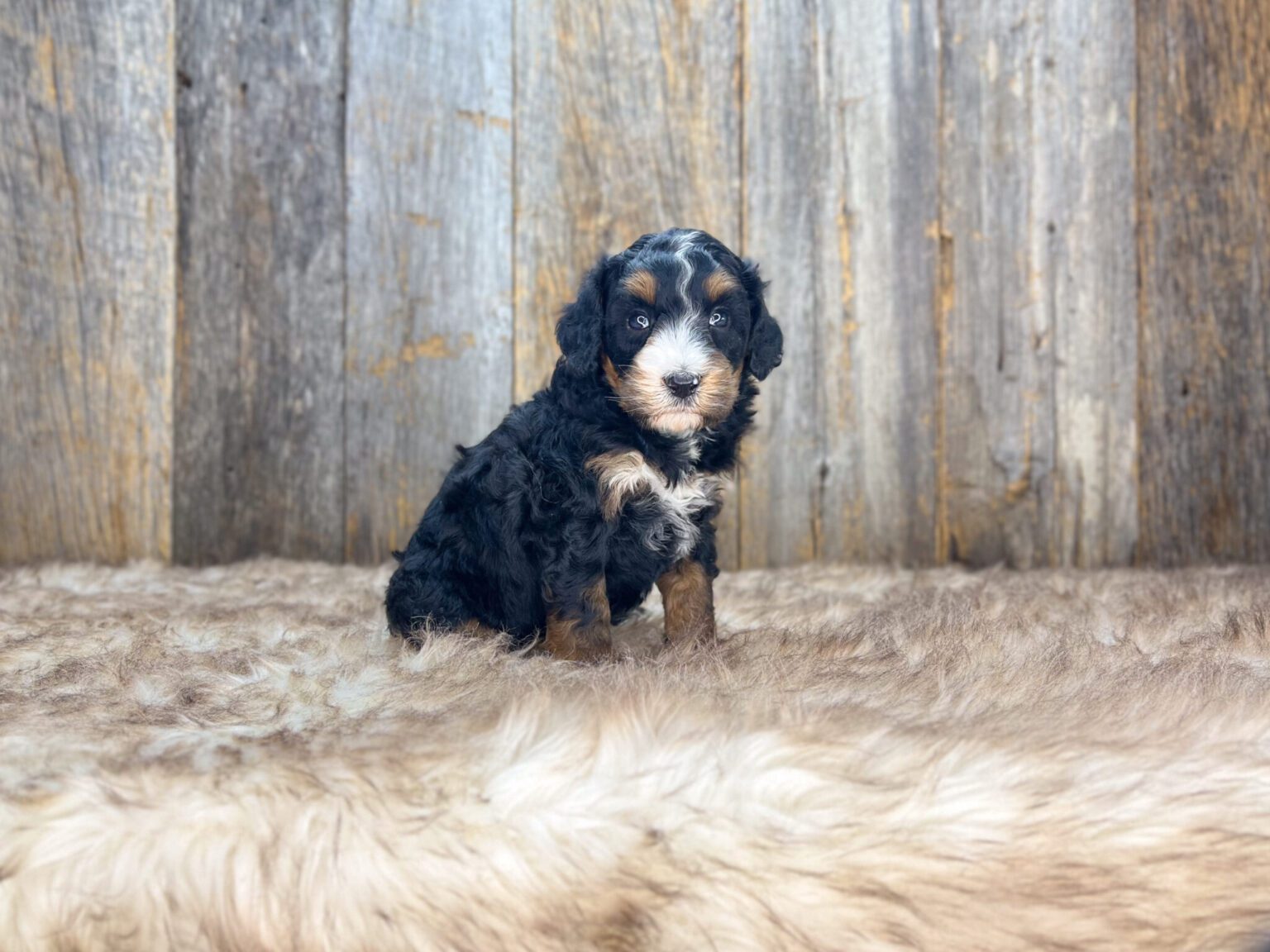 I am just a tiny baby and would love to join your family soon! Of course, you can’t see how cute and curly I will be when I get older, so the Dog Club will send updated photos when I am about 6 to 7 weeks old, if you choose to adopt me. Infant puppy deposits are refundable or transferrable.