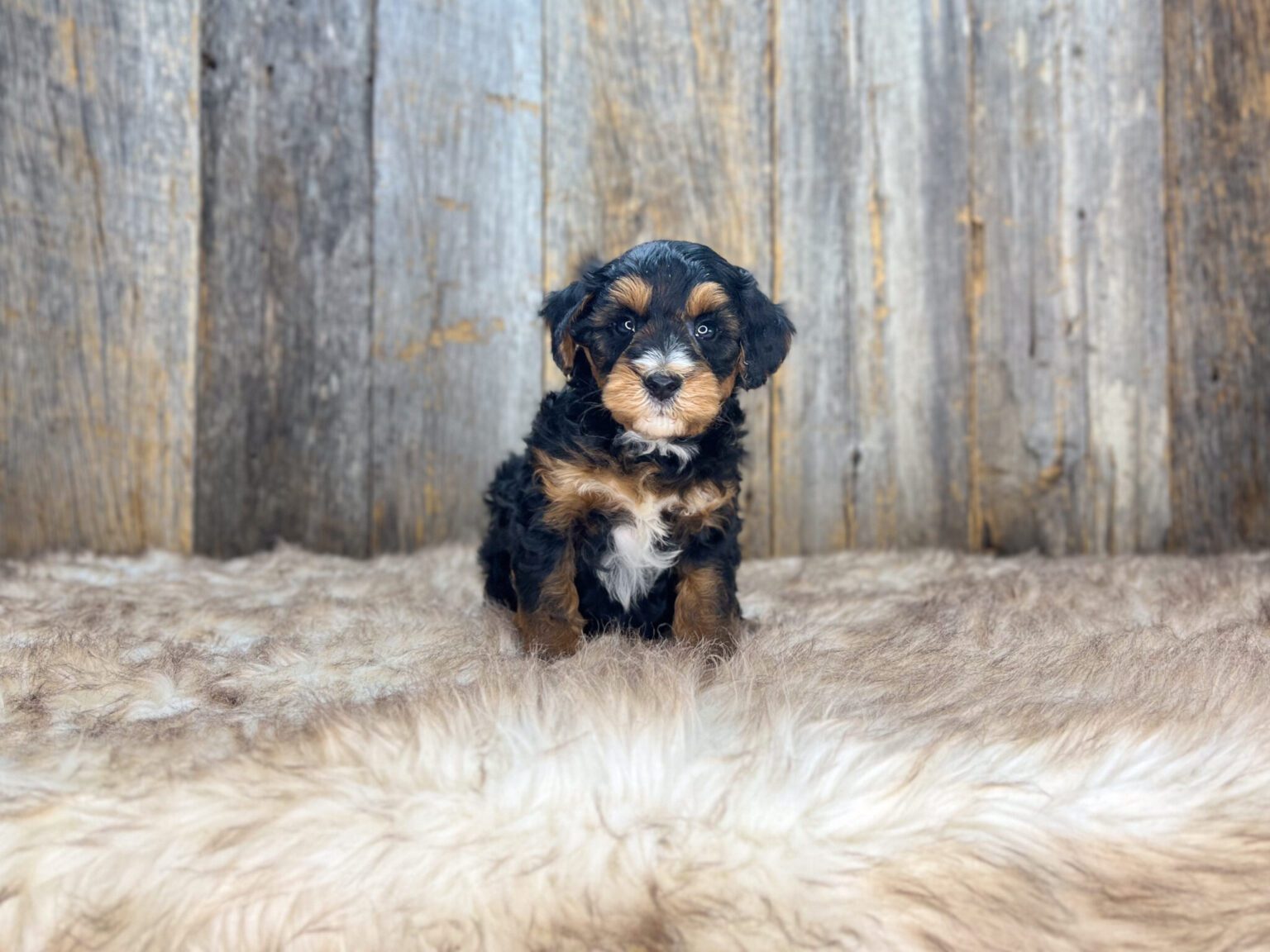 I am just a tiny baby and would love to join your family soon! Of course, you can’t see how cute and curly I will be when I get older, so the Dog Club will send updated photos when I am about 6 to 7 weeks old, if you choose to adopt me. Infant puppy deposits are refundable or transferrable.