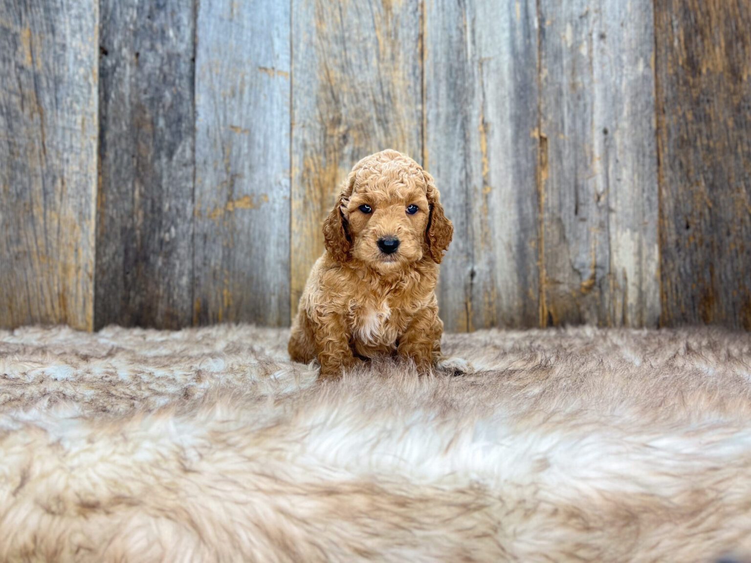 I am just a tiny baby and would love to join your family soon! Of course, you can’t see how cute and curly I will be when I get older, so the Dog Club will send updated photos when I am about 6 to 7 weeks old, if you choose to adopt me. Infant puppy deposits are refundable or transferrable.