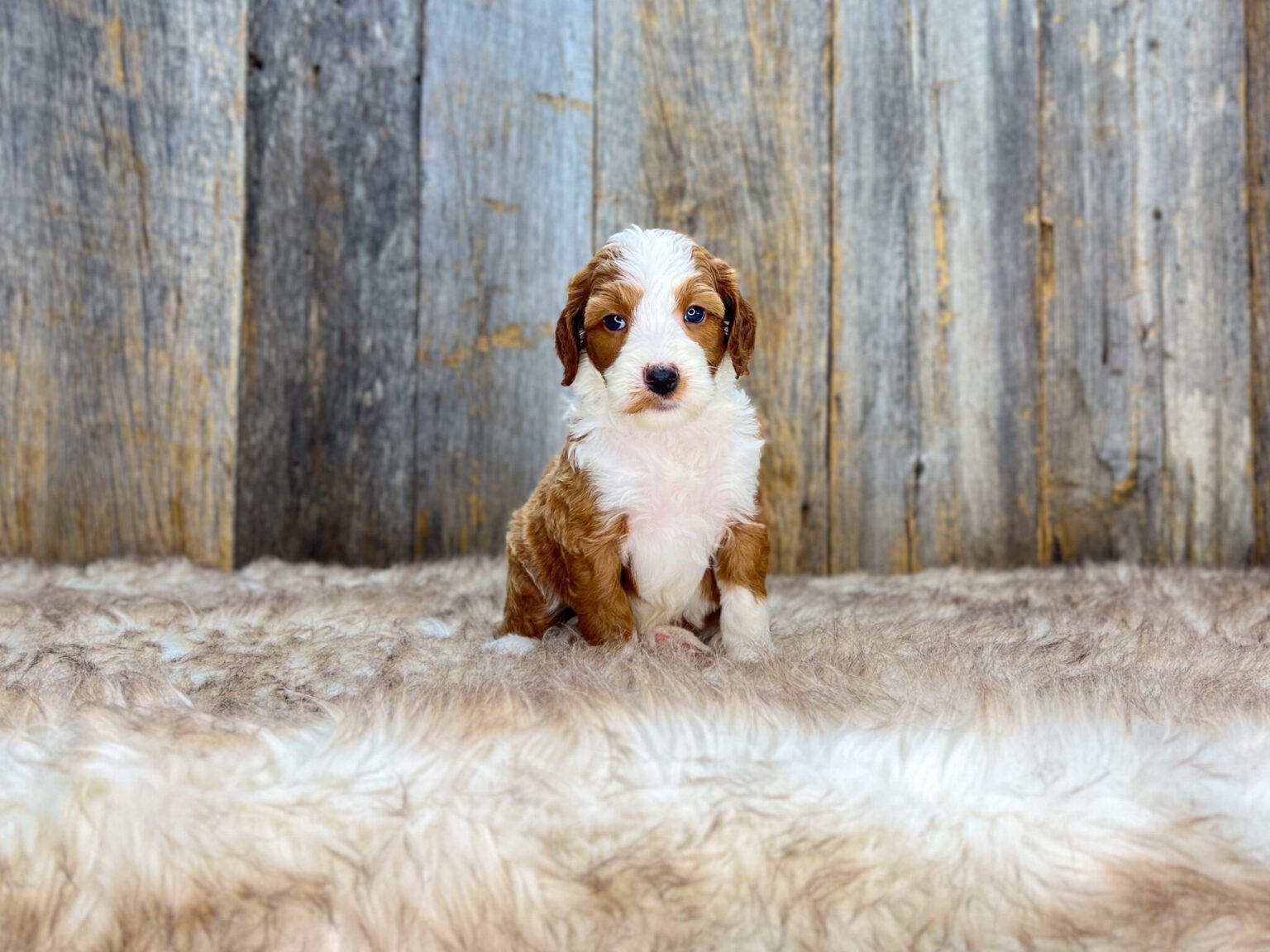 I am just a tiny baby and would love to join your family soon! Of course, you can’t see how cute and curly I will be when I get older, so the Dog Club will send updated photos when I am about 6 to 7 weeks old, if you choose to adopt me. Infant puppy deposits are refundable or transferrable.