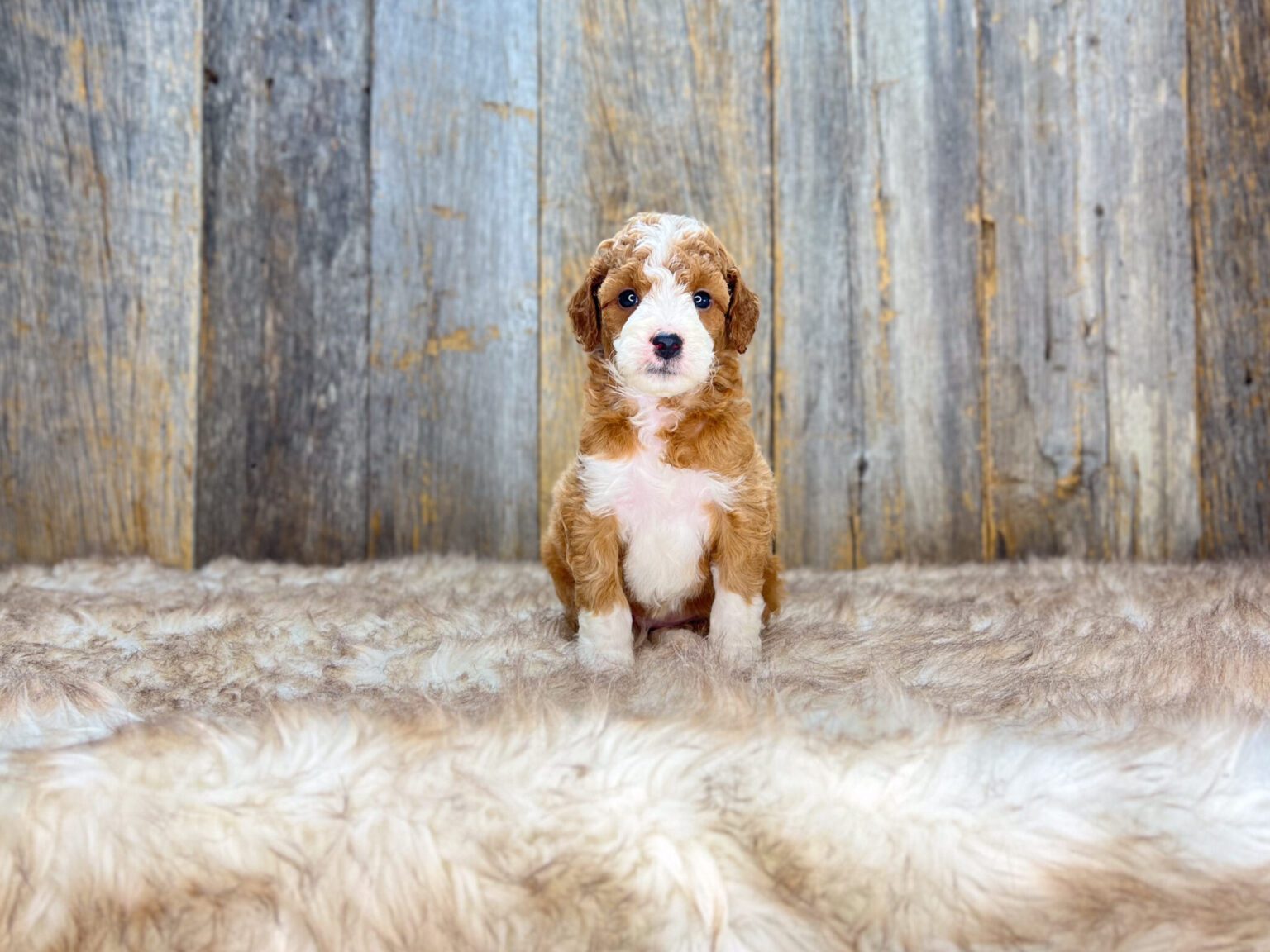 I am just a tiny baby and would love to join your family soon! Of course, you can’t see how cute and curly I will be when I get older, so the Dog Club will send updated photos when I am about 6 to 7 weeks old, if you choose to adopt me. Infant puppy deposits are refundable or transferrable.