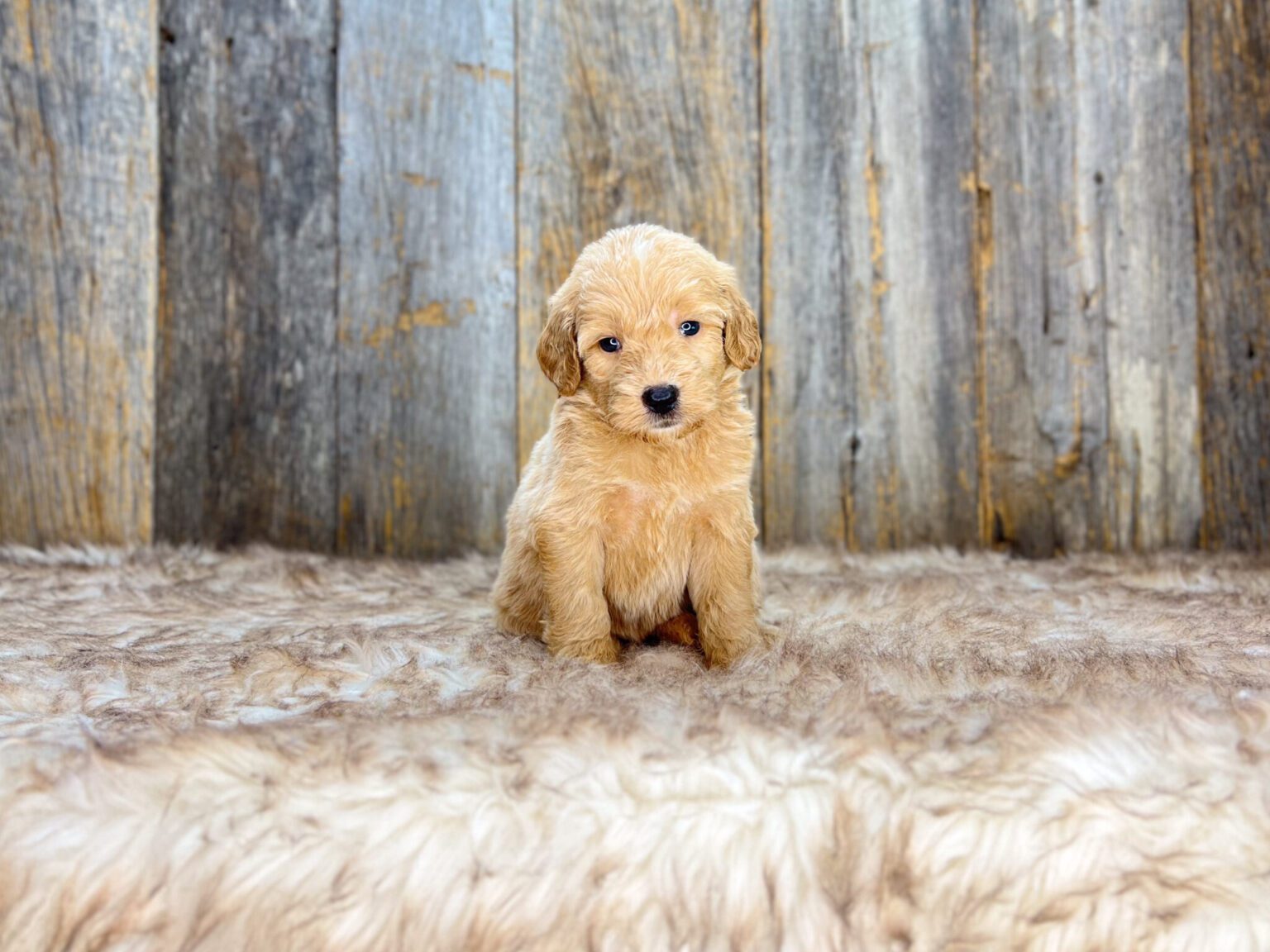 I am just a tiny baby and would love to join your family soon! Of course, you can’t see how cute and curly I will be when I get older, so the Dog Club will send updated photos when I am about 6 to 7 weeks old, if you choose to adopt me. Infant puppy deposits are refundable or transferrable.