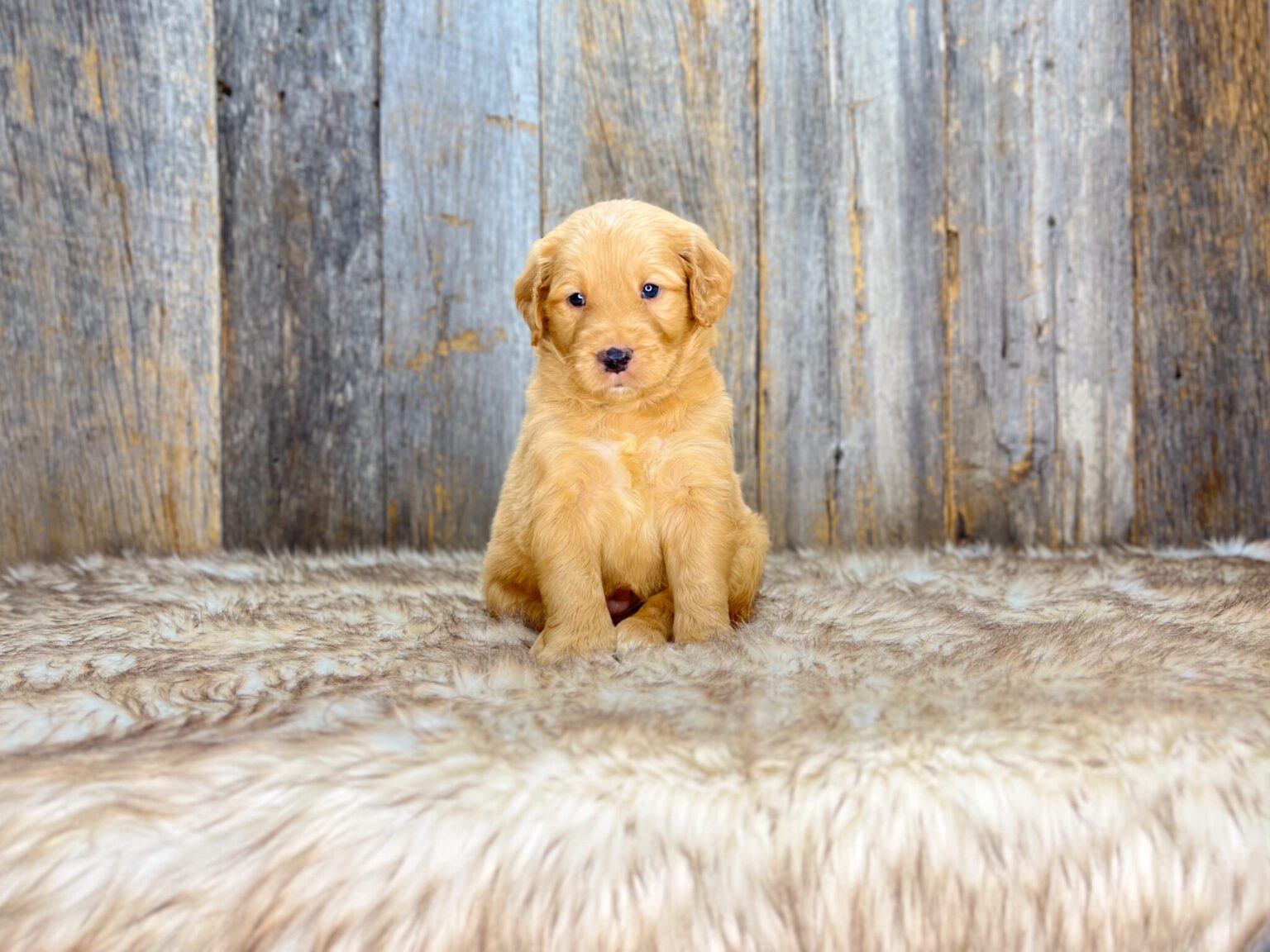 I am just a tiny baby and would love to join your family soon! Of course, you can’t see how cute and curly I will be when I get older, so the Dog Club will send updated photos when I am about 6 to 7 weeks old, if you choose to adopt me. Infant puppy deposits are refundable or transferrable.