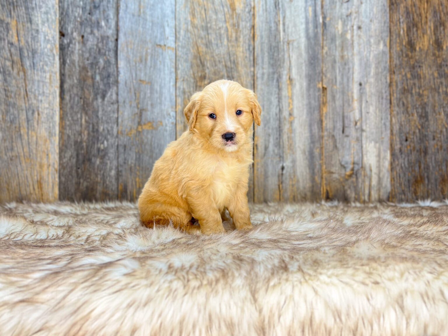 I am just a tiny baby and would love to join your family soon! Of course, you can’t see how cute and curly I will be when I get older, so the Dog Club will send updated photos when I am about 6 to 7 weeks old, if you choose to adopt me. Infant puppy deposits are refundable or transferrable.