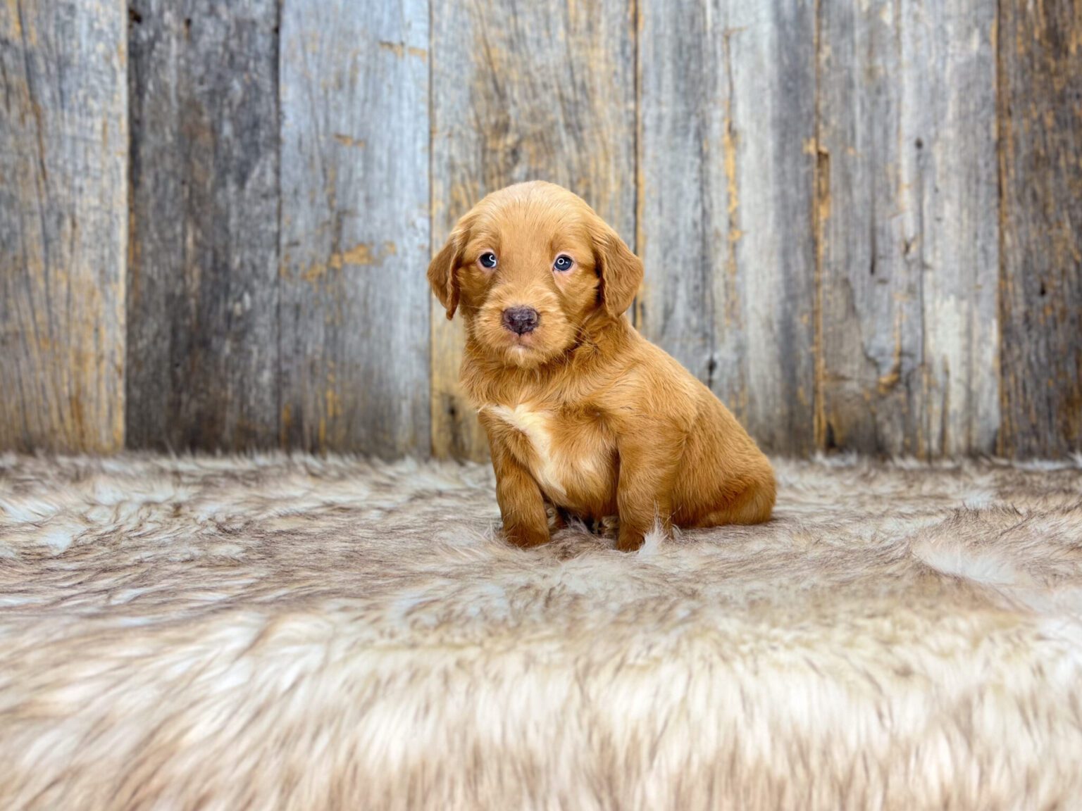 I am just a tiny baby and would love to join your family soon! Of course, you can’t see how cute and curly I will be when I get older, so the Dog Club will send updated photos when I am about 6 to 7 weeks old, if you choose to adopt me. Infant puppy deposits are refundable or transferrable.