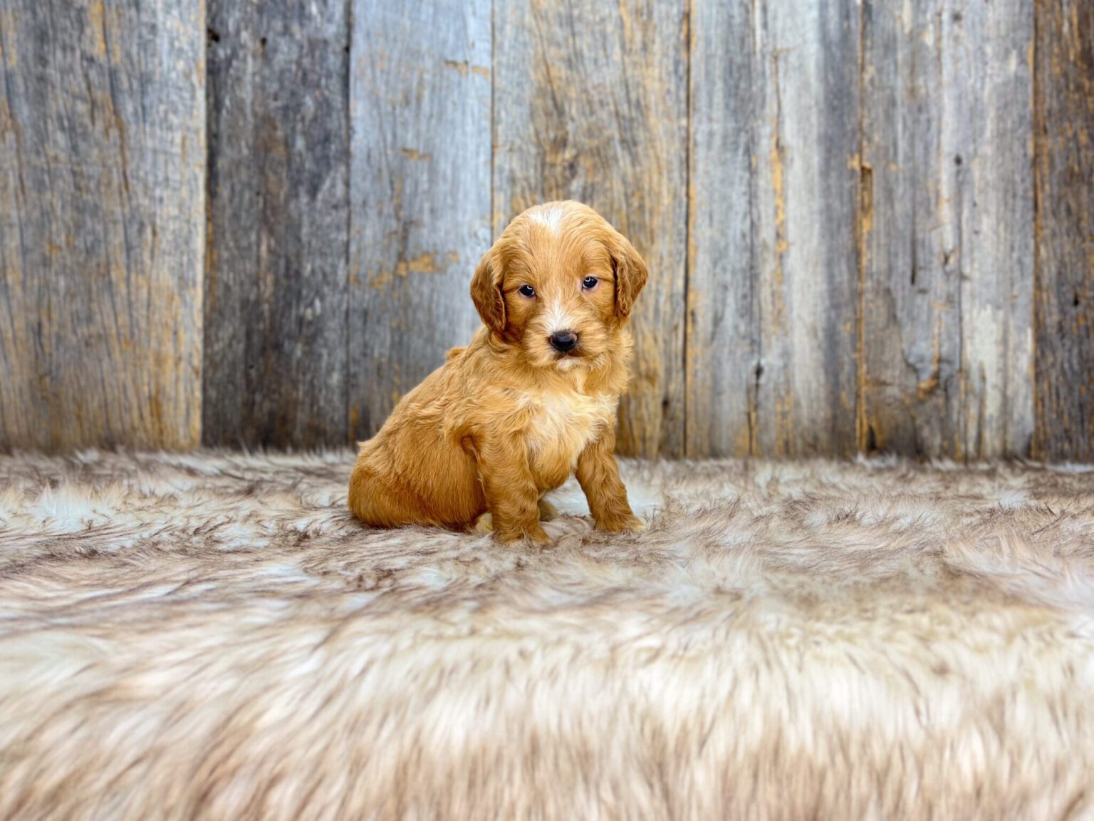 I am just a tiny baby and would love to join your family soon! Of course, you can’t see how cute and curly I will be when I get older, so the Dog Club will send updated photos when I am about 6 to 7 weeks old, if you choose to adopt me. Infant puppy deposits are refundable or transferrable.