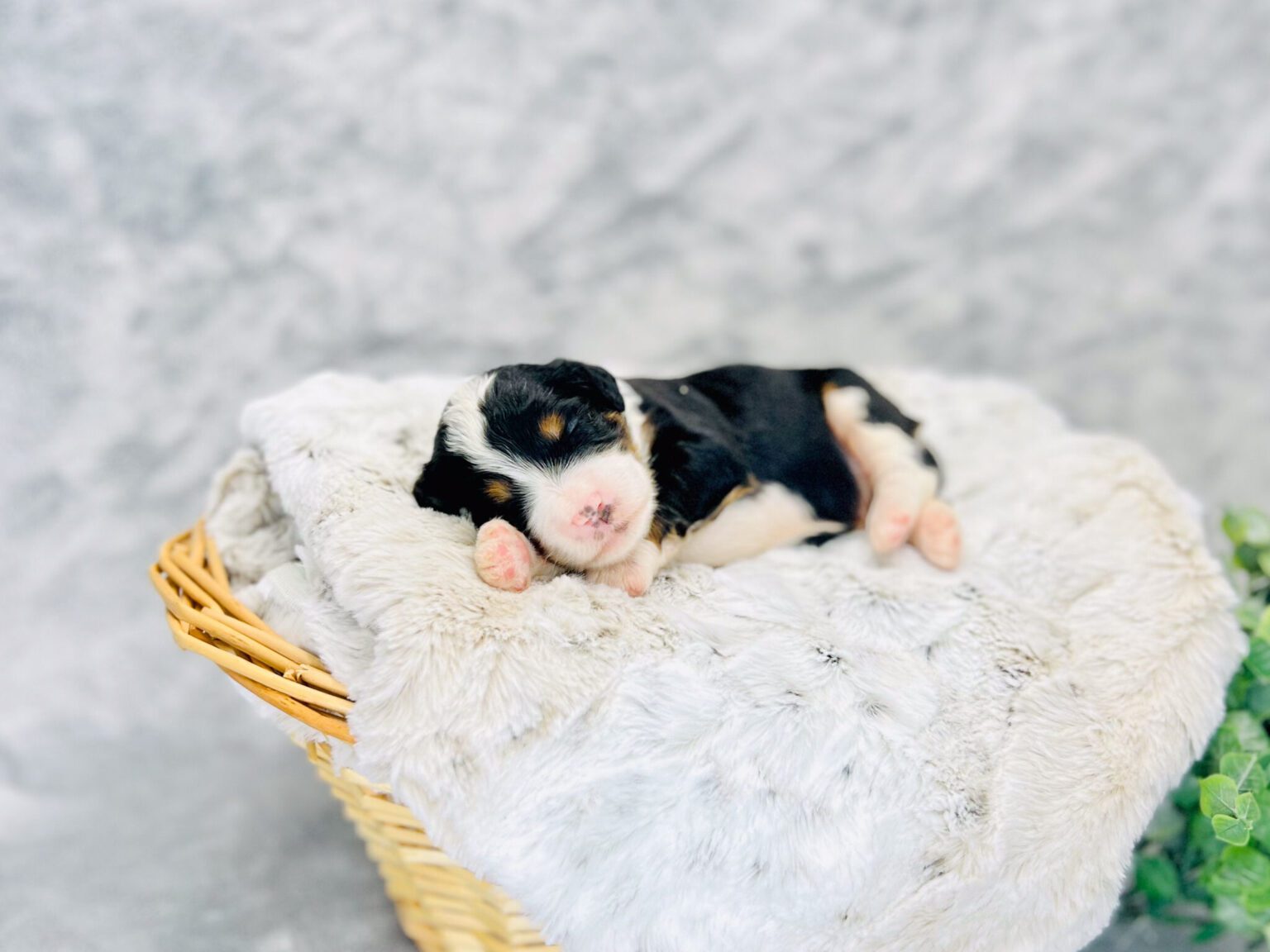 I am just a tiny baby and would love to join your family soon! Of course, you can’t see how cute and curly I will be when I get older, so the Dog Club will send updated photos when I am about 6 to 7 weeks old, if you choose to adopt me. Infant puppy deposits are refundable or transferrable.