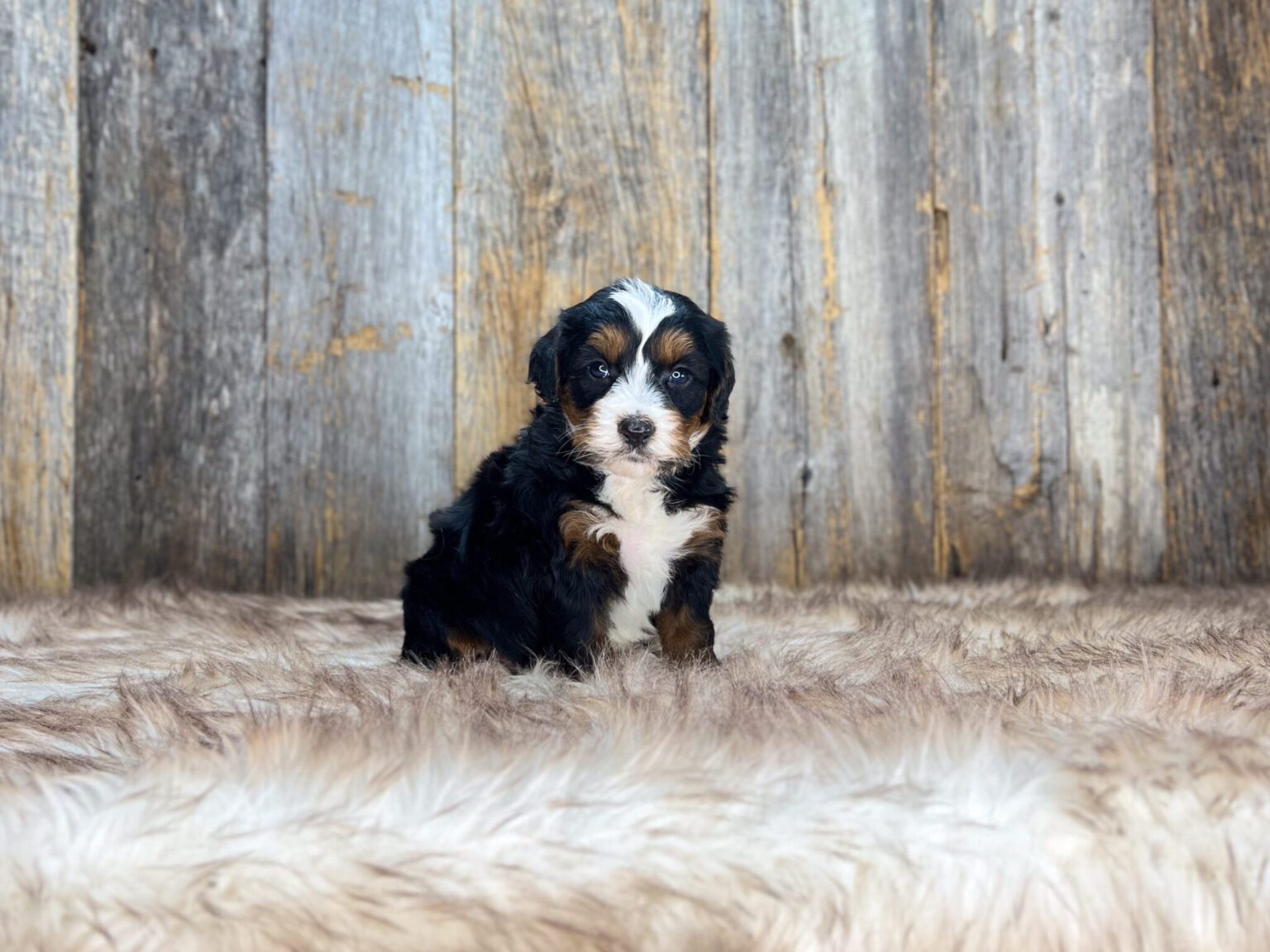 I am just a tiny baby and would love to join your family soon! Of course, you can’t see how cute and curly I will be when I get older, so the Dog Club will send updated photos when I am about 6 to 7 weeks old, if you choose to adopt me. Infant puppy deposits are refundable or transferrable.