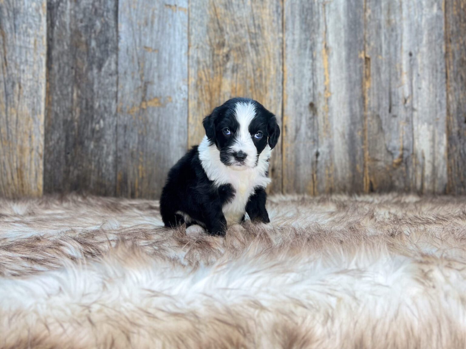 I am just a tiny baby and would love to join your family soon! Of course, you can’t see how cute and curly I will be when I get older, so the Dog Club will send updated photos when I am about 6 to 7 weeks old, if you choose to adopt me. Infant puppy deposits are refundable or transferrable.