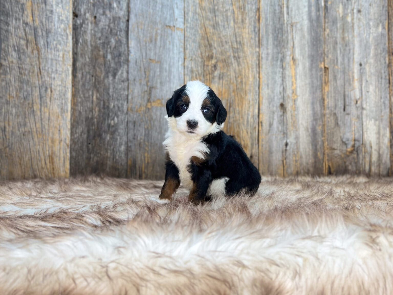 I am just a tiny baby and would love to join your family soon! Of course, you can’t see how cute and curly I will be when I get older, so the Dog Club will send updated photos when I am about 6 to 7 weeks old, if you choose to adopt me. Infant puppy deposits are refundable or transferrable.