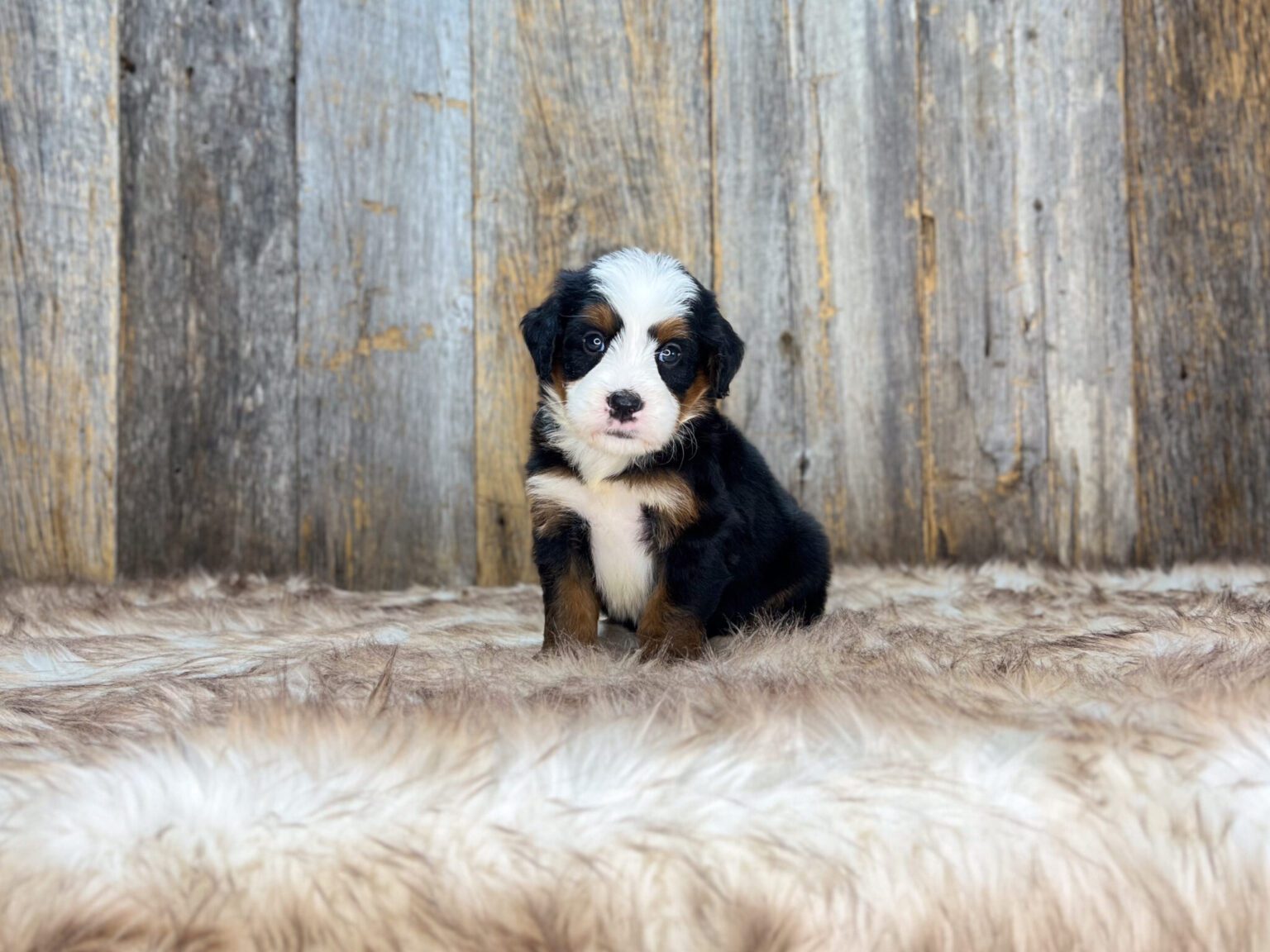 I am just a tiny baby and would love to join your family soon! Of course, you can’t see how cute and curly I will be when I get older, so the Dog Club will send updated photos when I am about 6 to 7 weeks old, if you choose to adopt me. Infant puppy deposits are refundable or transferrable.