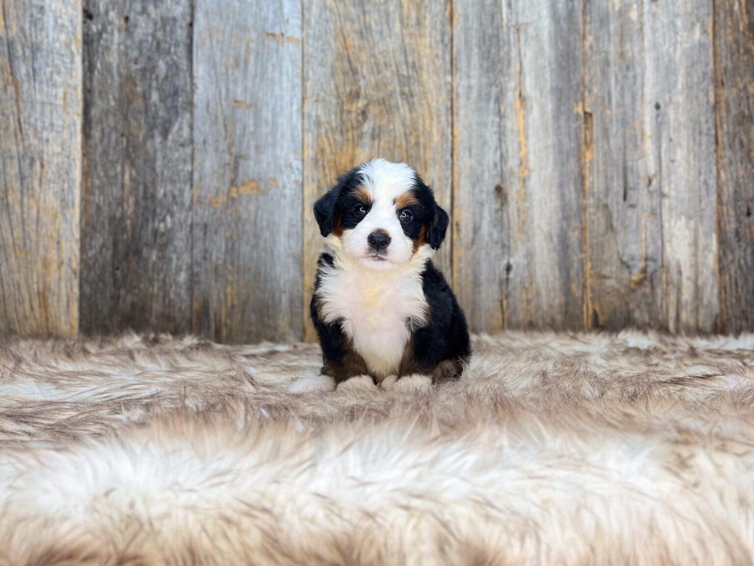 I am just a tiny baby and would love to join your family soon! Of course, you can’t see how cute and curly I will be when I get older, so the Dog Club will send updated photos when I am about 6 to 7 weeks old, if you choose to adopt me. Infant puppy deposits are refundable or transferrable.