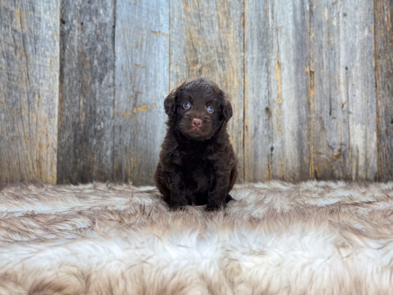 I am just a tiny baby and would love to join your family soon! Of course, you can’t see how cute and curly I will be when I get older, so the Dog Club will send updated photos when I am about 6 to 7 weeks old, if you choose to adopt me. Infant puppy deposits are refundable or transferrable.