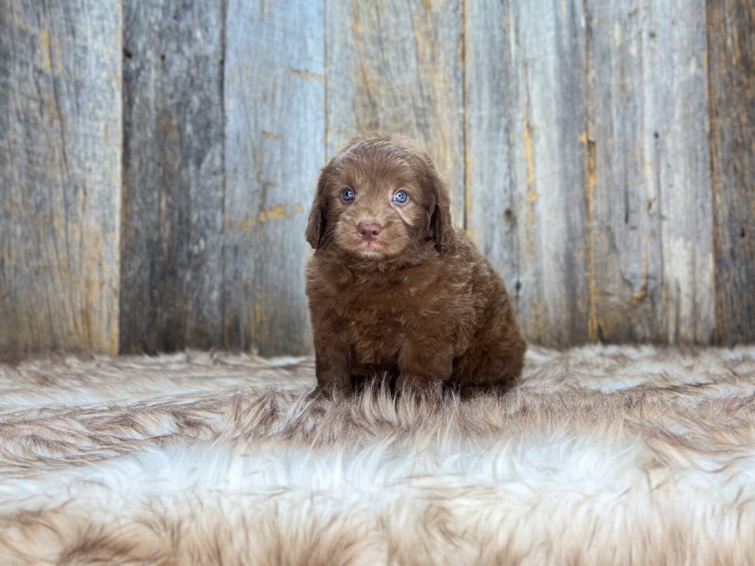 I am just a tiny baby and would love to join your family soon! Of course, you can’t see how cute and curly I will be when I get older, so the Dog Club will send updated photos when I am about 6 to 7 weeks old, if you choose to adopt me. Infant puppy deposits are refundable or transferrable.