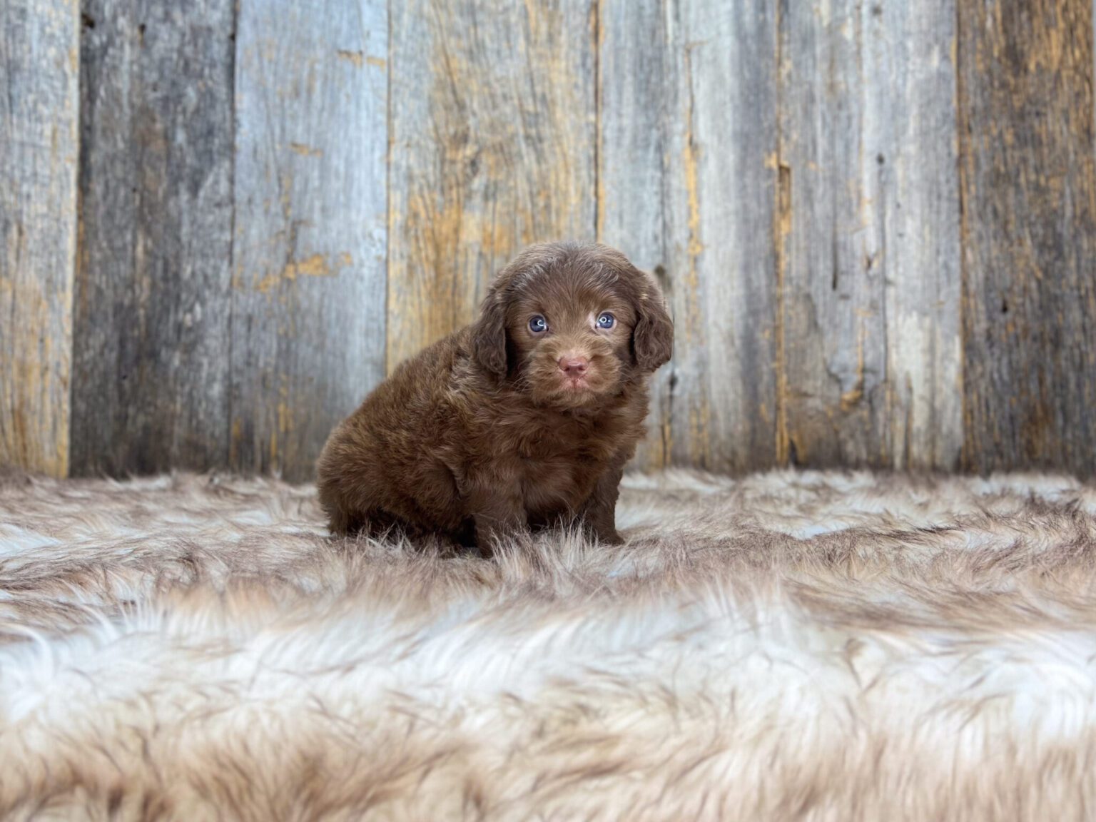 I am just a tiny baby and would love to join your family soon! Of course, you can’t see how cute and curly I will be when I get older, so the Dog Club will send updated photos when I am about 6 to 7 weeks old, if you choose to adopt me. Infant puppy deposits are refundable or transferrable.