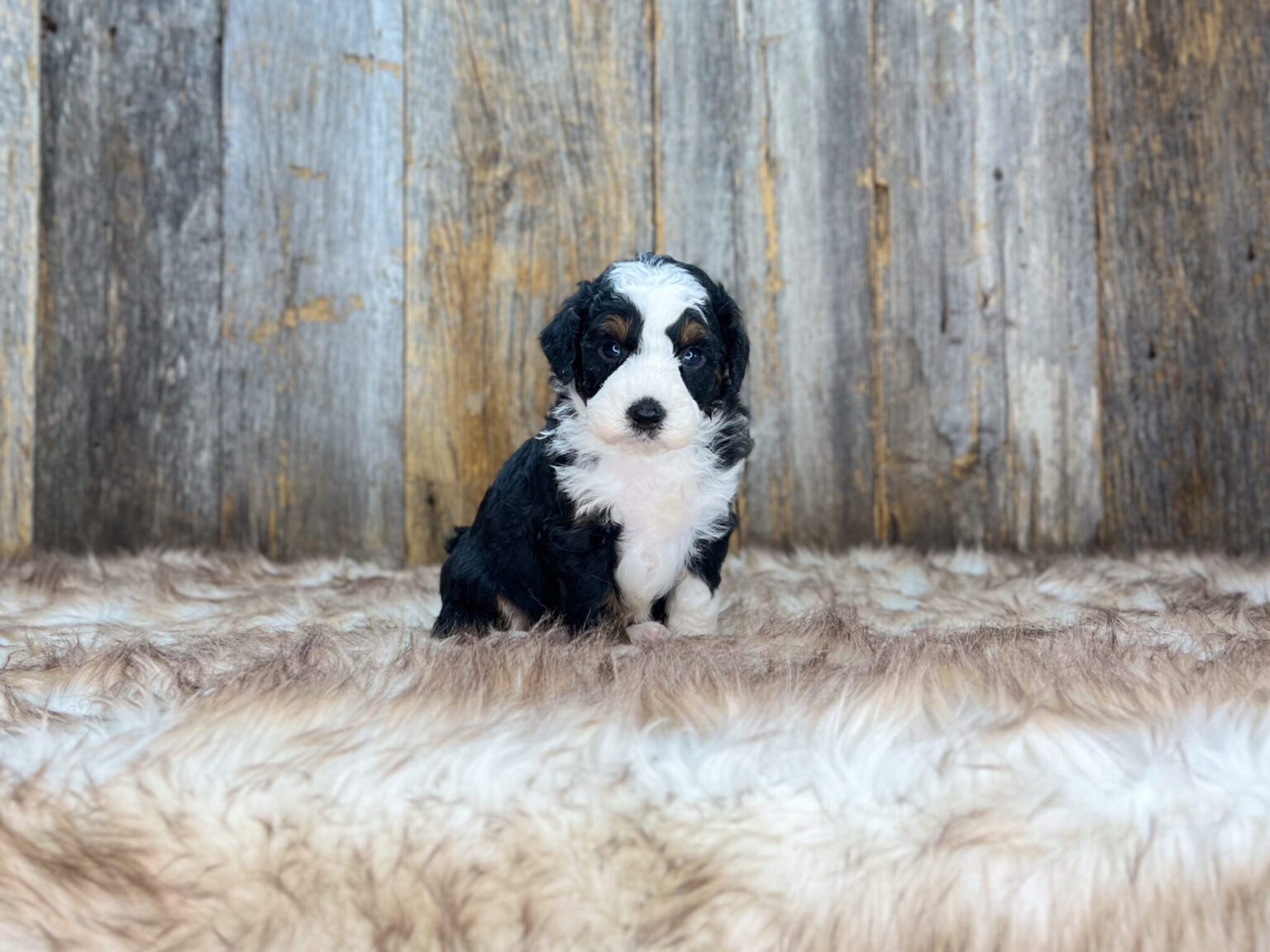 I am just a tiny baby and would love to join your family soon! Of course, you can’t see how cute and curly I will be when I get older, so the Dog Club will send updated photos when I am about 6 to 7 weeks old, if you choose to adopt me. Infant puppy deposits are refundable or transferrable.
