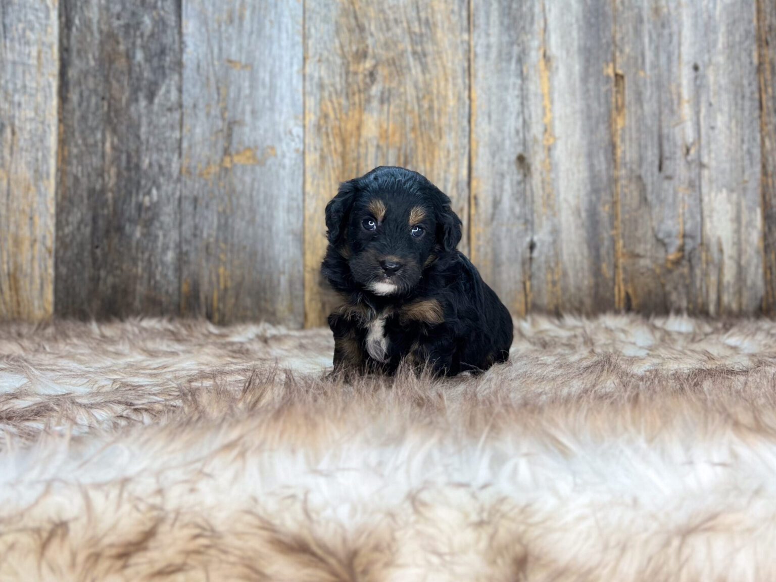 I am just a tiny baby and would love to join your family soon! Of course, you can’t see how cute and curly I will be when I get older, so the Dog Club will send updated photos when I am about 6 to 7 weeks old, if you choose to adopt me. Infant puppy deposits are refundable or transferrable.