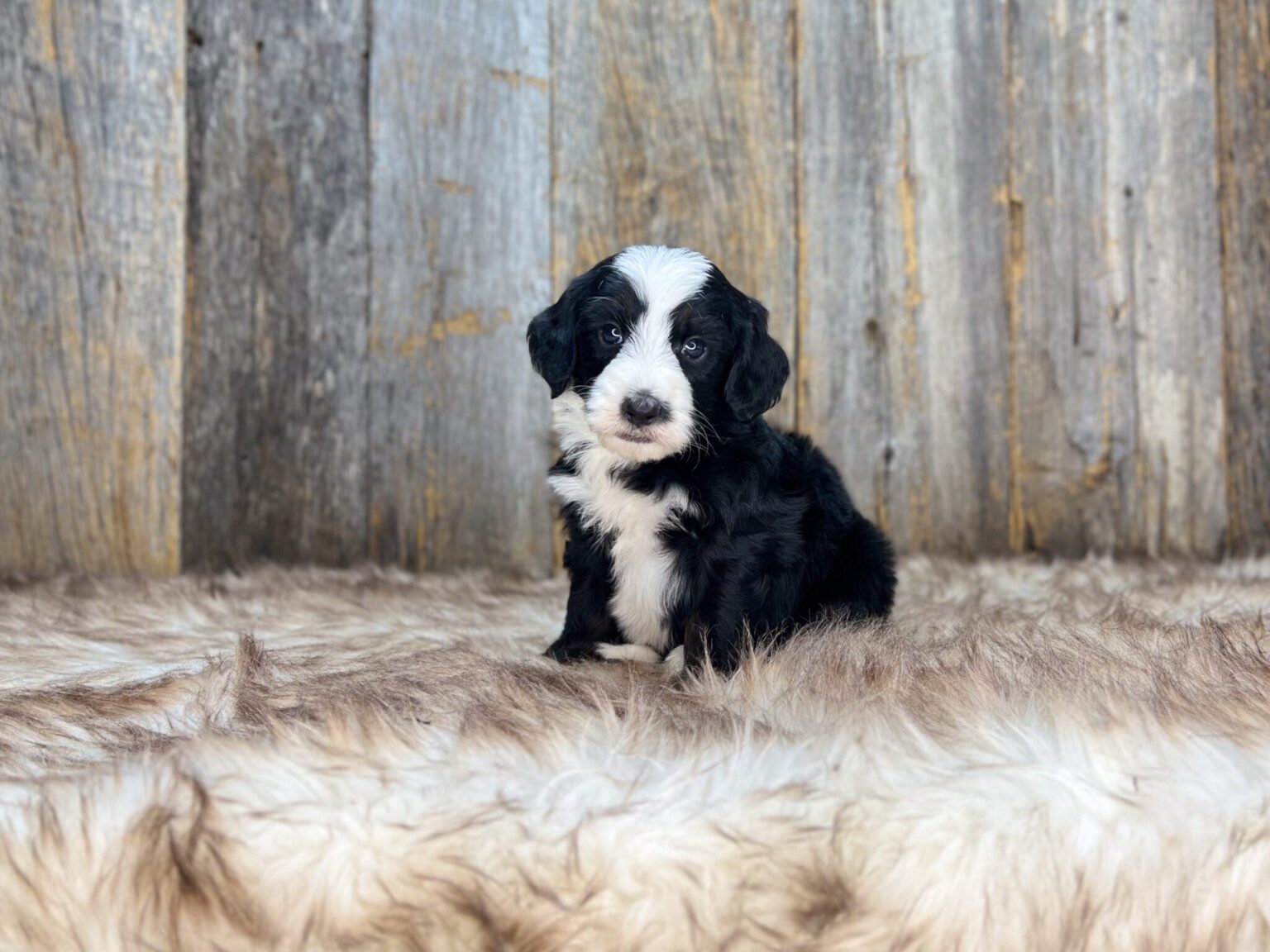 I am just a tiny baby and would love to join your family soon! Of course, you can’t see how cute and curly I will be when I get older, so the Dog Club will send updated photos when I am about 6 to 7 weeks old, if you choose to adopt me. Infant puppy deposits are refundable or transferrable.