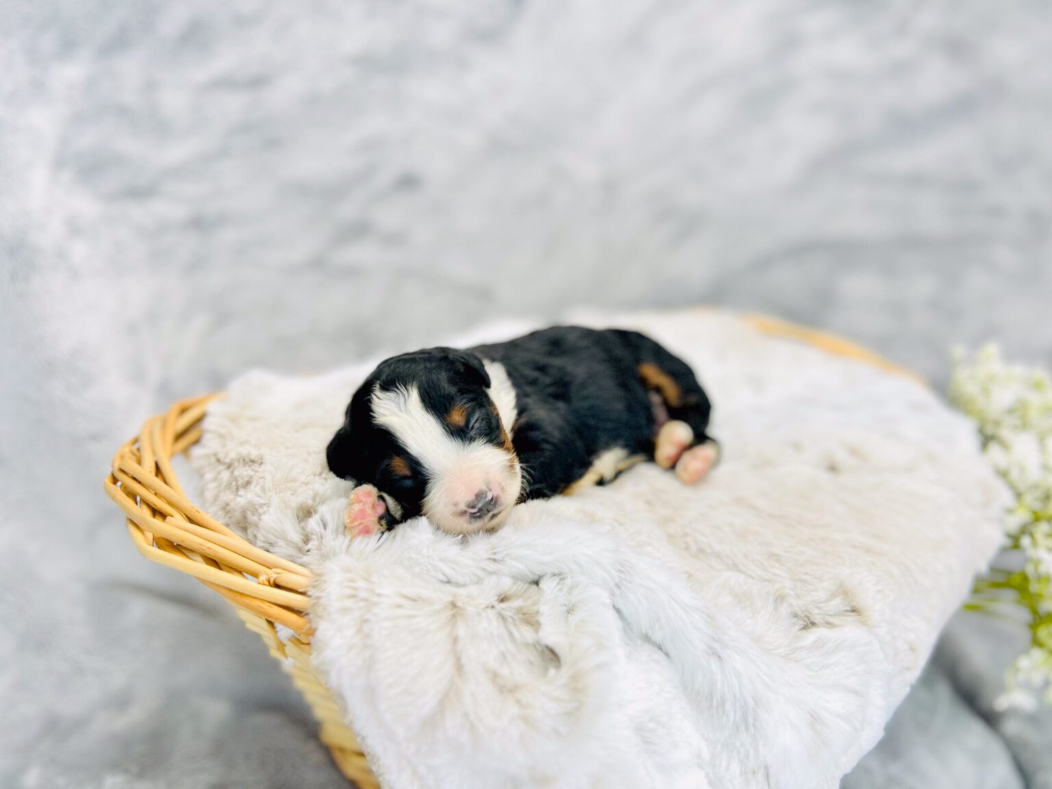 I am just a tiny baby and would love to join your family soon! Of course, you can’t see how cute and curly I will be when I get older, so the Dog Club will send updated photos when I am about 6 to 7 weeks old, if you choose to adopt me. Infant puppy deposits are refundable or transferrable.