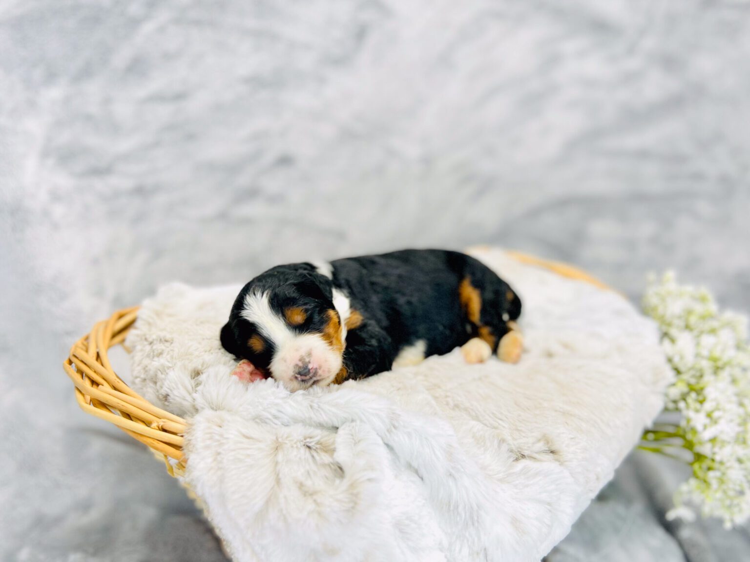 I am just a tiny baby and would love to join your family soon! Of course, you can’t see how cute and curly I will be when I get older, so the Dog Club will send updated photos when I am about 6 to 7 weeks old, if you choose to adopt me. Infant puppy deposits are refundable or transferrable.