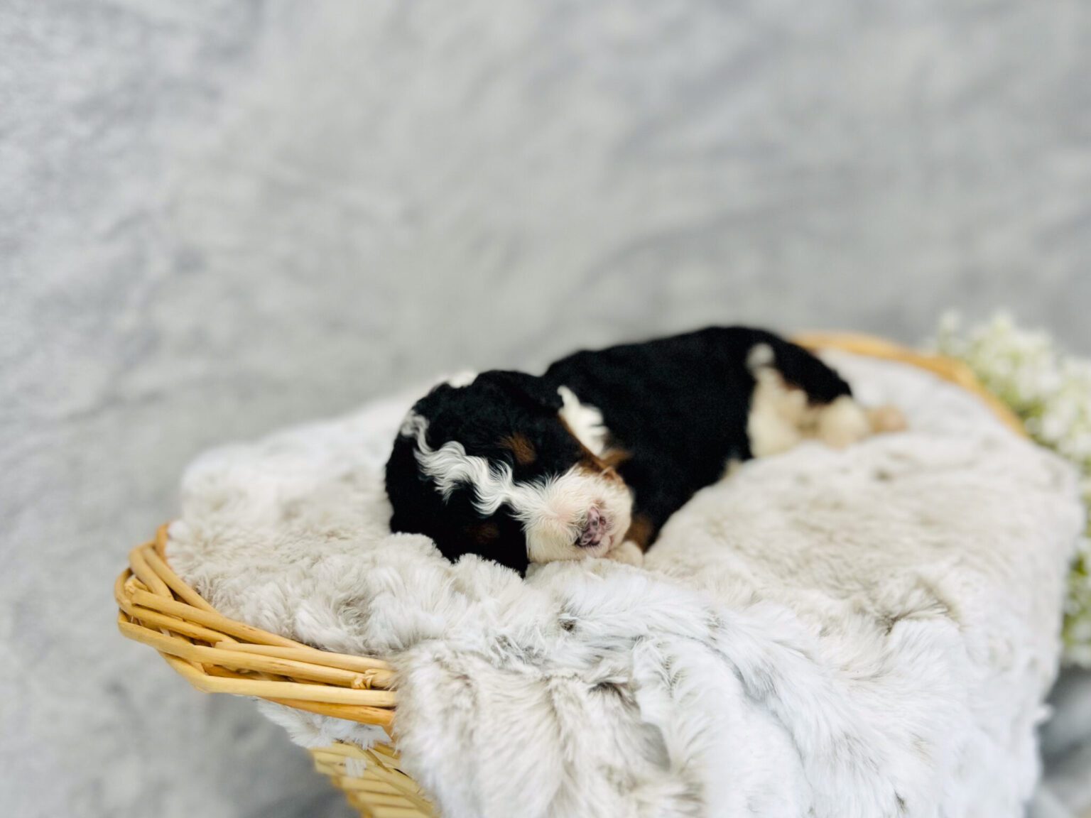I am just a tiny baby and would love to join your family soon! Of course, you can’t see how cute and curly I will be when I get older, so the Dog Club will send updated photos when I am about 6 to 7 weeks old, if you choose to adopt me. Infant puppy deposits are refundable or transferrable.