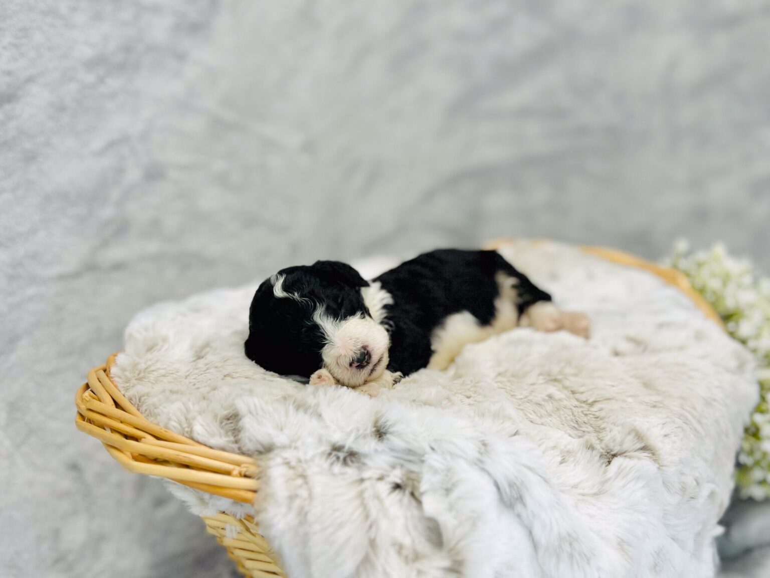 I am just a tiny baby and would love to join your family soon! Of course, you can’t see how cute and curly I will be when I get older, so the Dog Club will send updated photos when I am about 6 to 7 weeks old, if you choose to adopt me. Infant puppy deposits are refundable or transferrable.